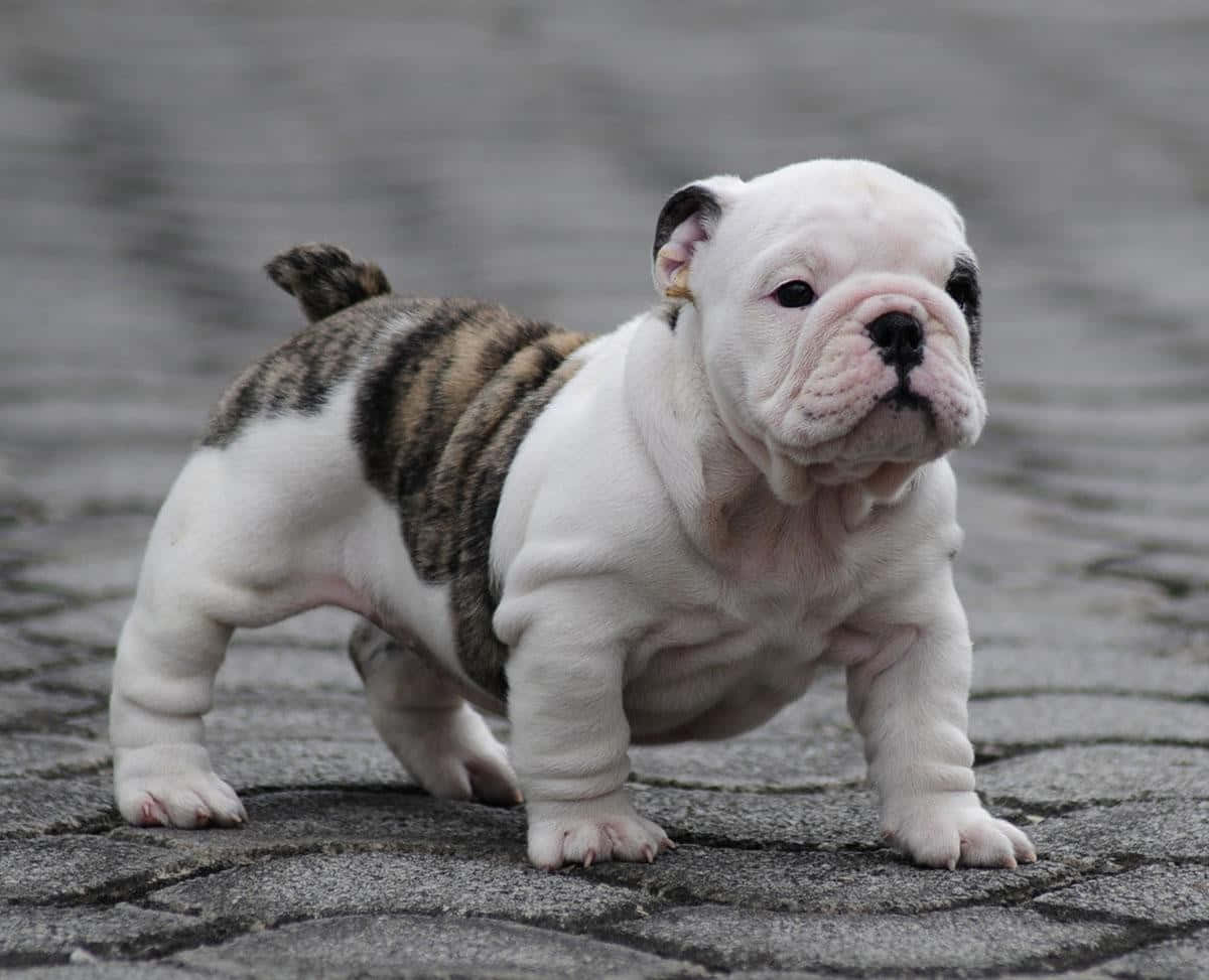 一隻白色和虎斑紋的鬥牛犬幼犬站在鵝卵石上，看起來很好奇。