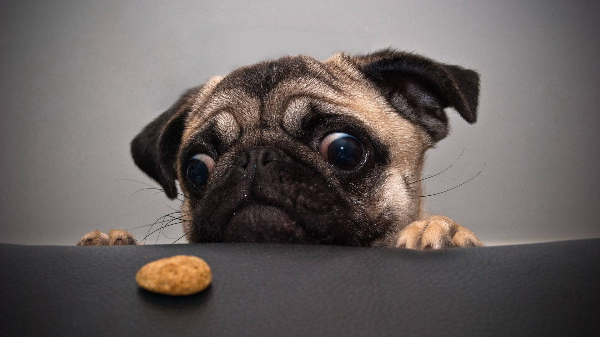 一隻八哥犬睜大眼睛越過表面看著零食。