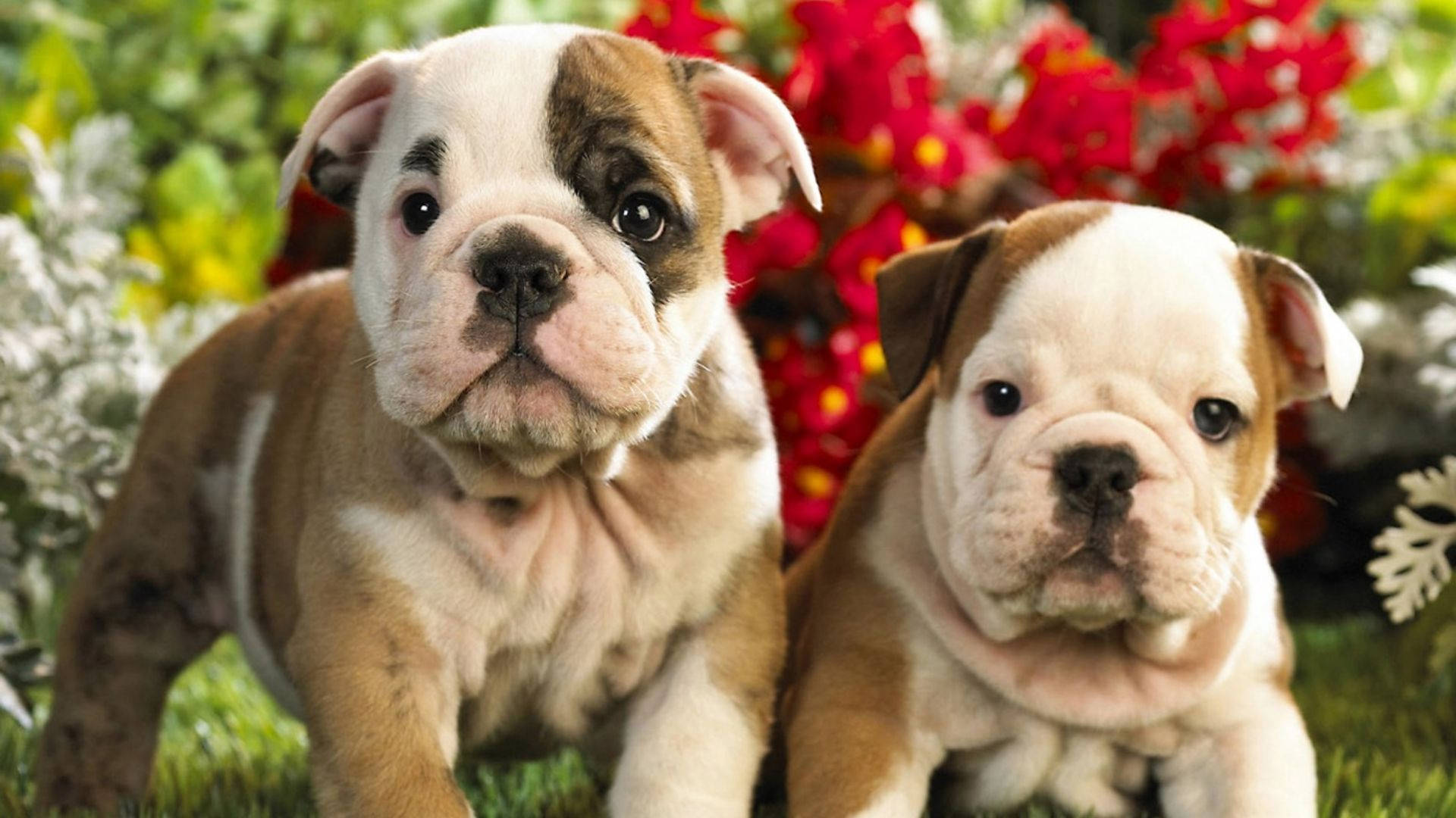 兩隻鬥牛犬幼犬坐在草地上，身後有紅色和白色的花朵。