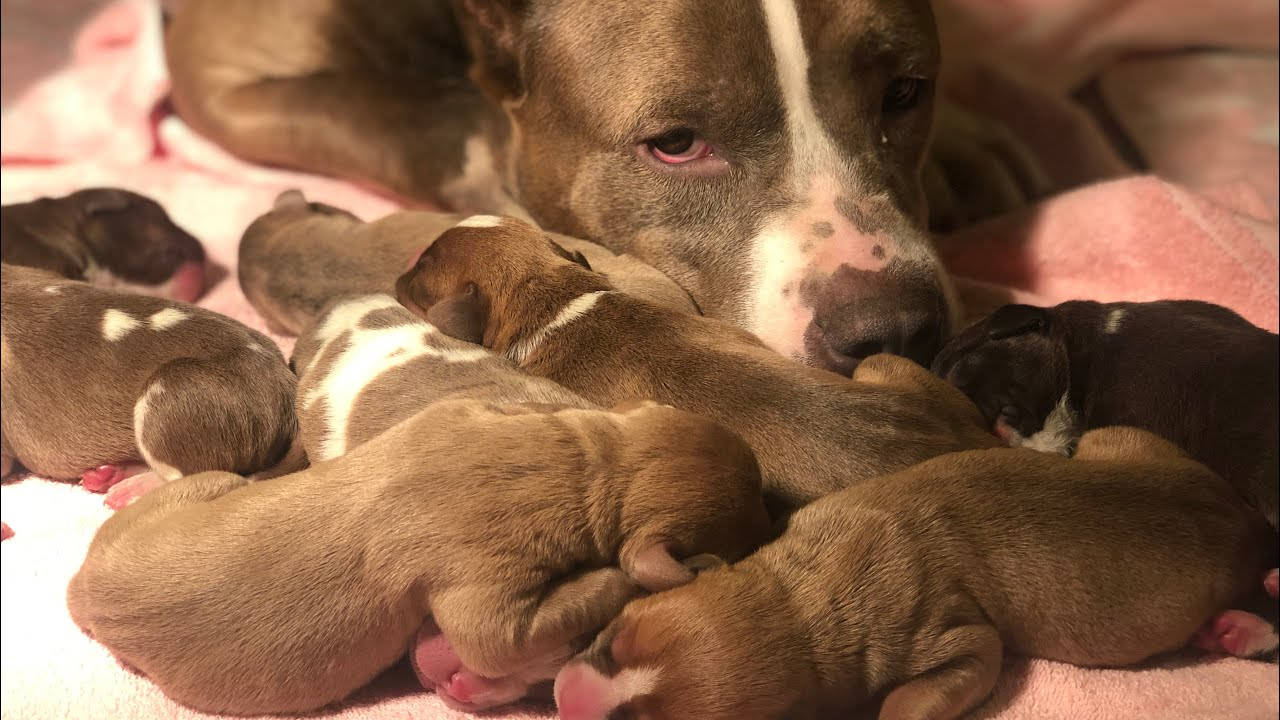 鬥牛犬幼犬與母犬依偎 壁紙 — 一隻帶有白色條紋的狗媽媽溫柔地休息，她剛出生的幼犬緊緊依偎在一張柔軟的粉紅色毯子上。