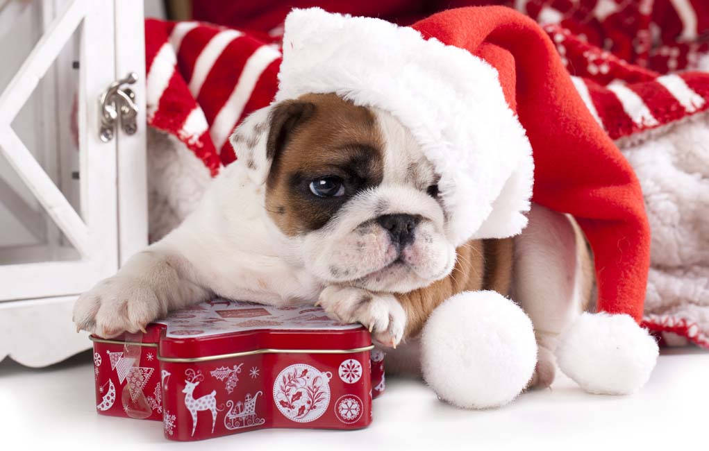 一隻戴著聖誕老人帽的鬥牛犬幼犬在聖誕罐子上休息。 — 聖誕禮物 壁紙