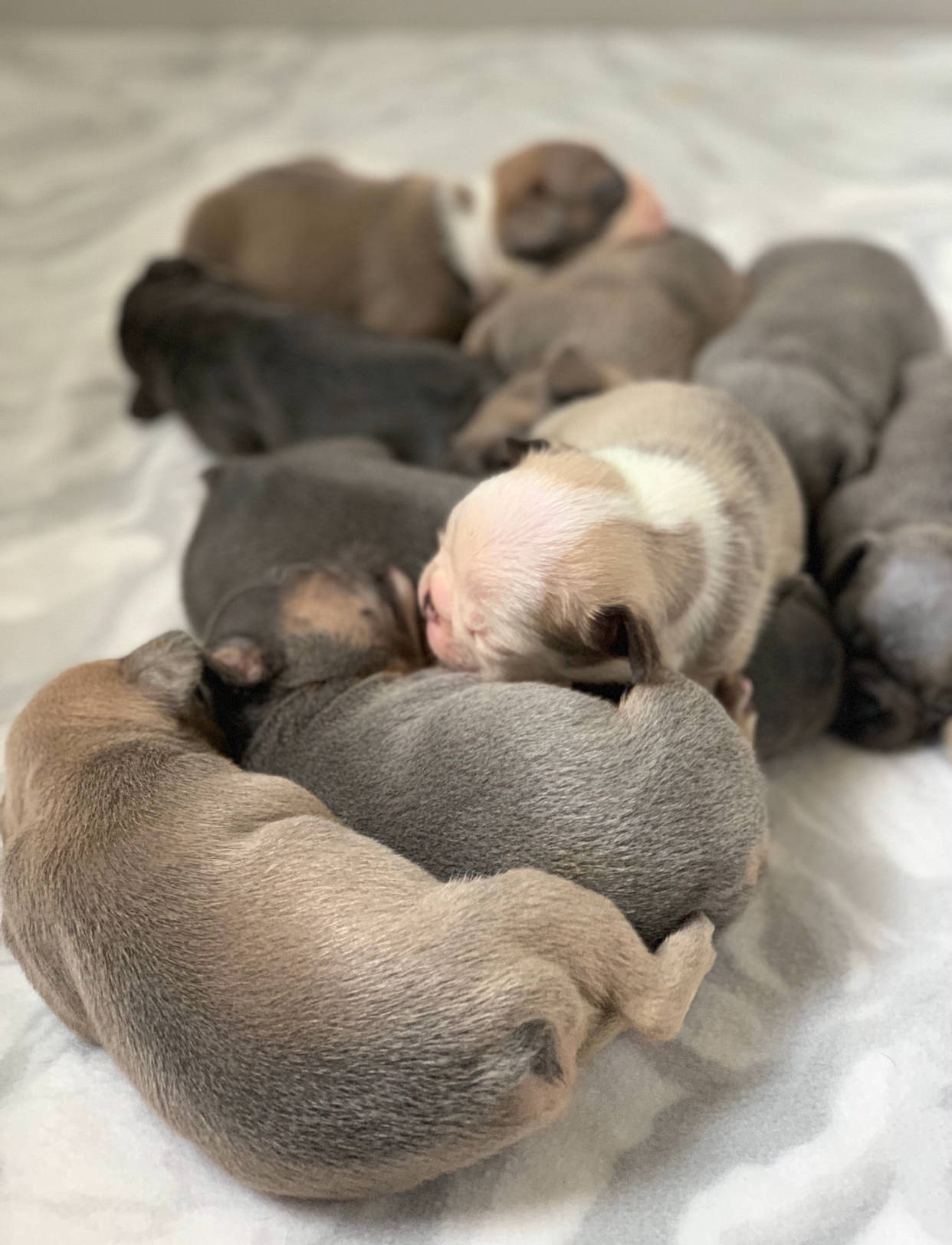 鬥牛犬幼犬酣睡 壁紙 — 一窩剛出生的灰色、棕色和白色小狗，舒適地依偎在柔軟的白色毯子上。