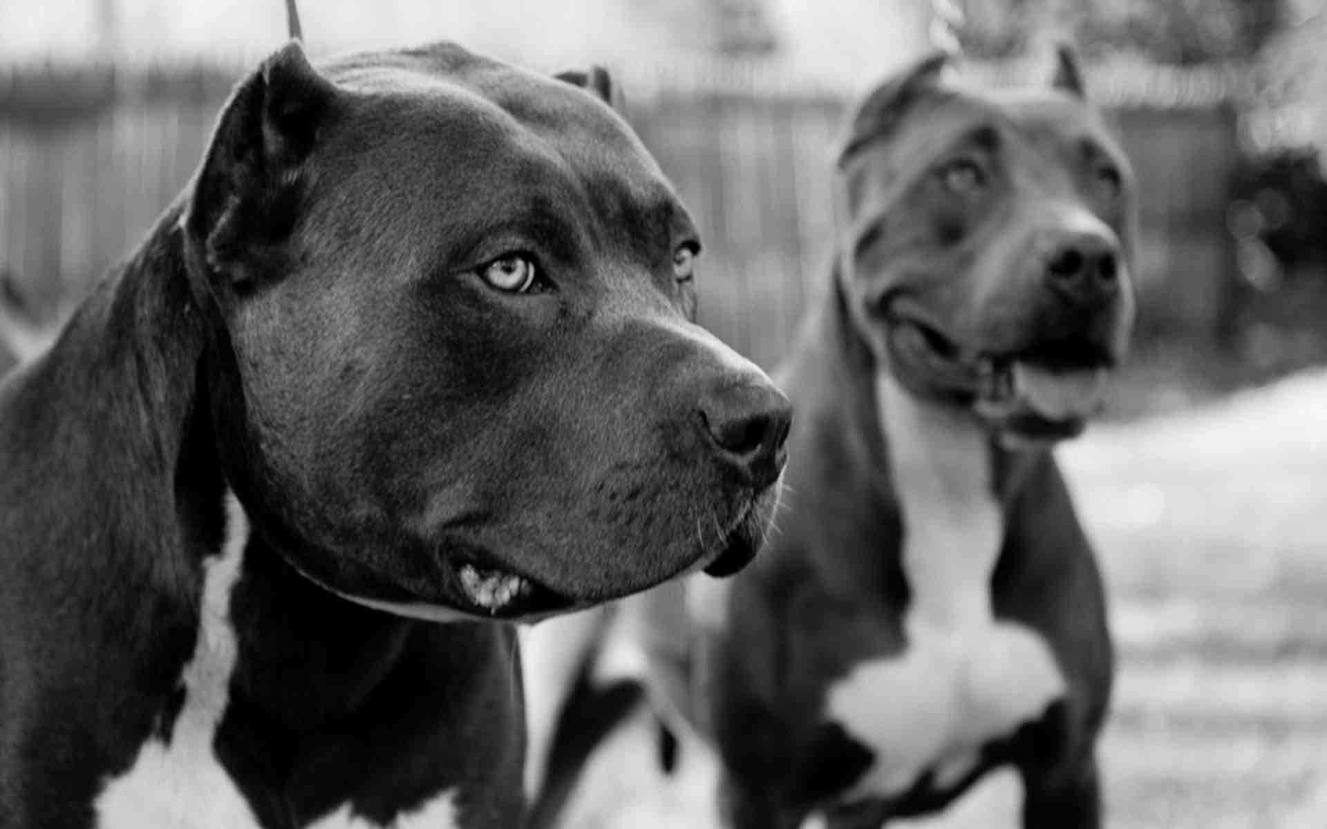 鬥牛犬微笑圖片 壁紙 — 兩隻比特犬在黑白畫面中凝視，前景的狗清晰對焦，背景柔和模糊。