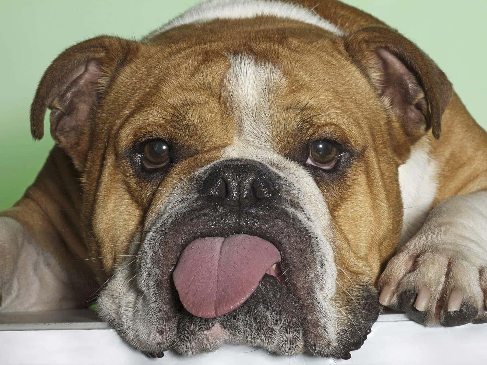一隻啡白色鬥牛犬伸出舌頭，喺白色表面上休息。