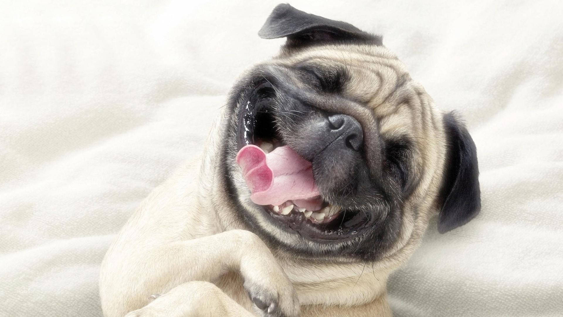 鬥牛犬搞笑笑容 壁紙 — 一隻快樂的哈巴狗，皺巴巴的臉和粉紅色的舌頭伸出來，躺在柔軟的白色毯子上。