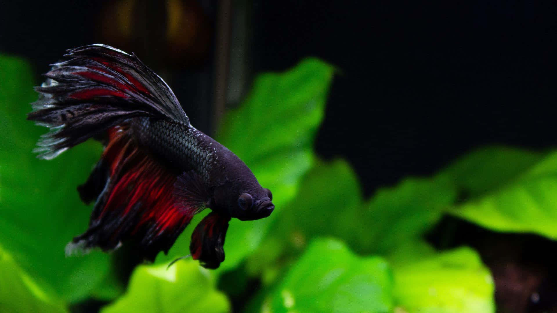 鬥魚優雅游動 壁紙 — 一條黑色和紅色的鬥魚在黑暗的水族箱中優雅地穿梭於茂密的綠色水生植物之間。