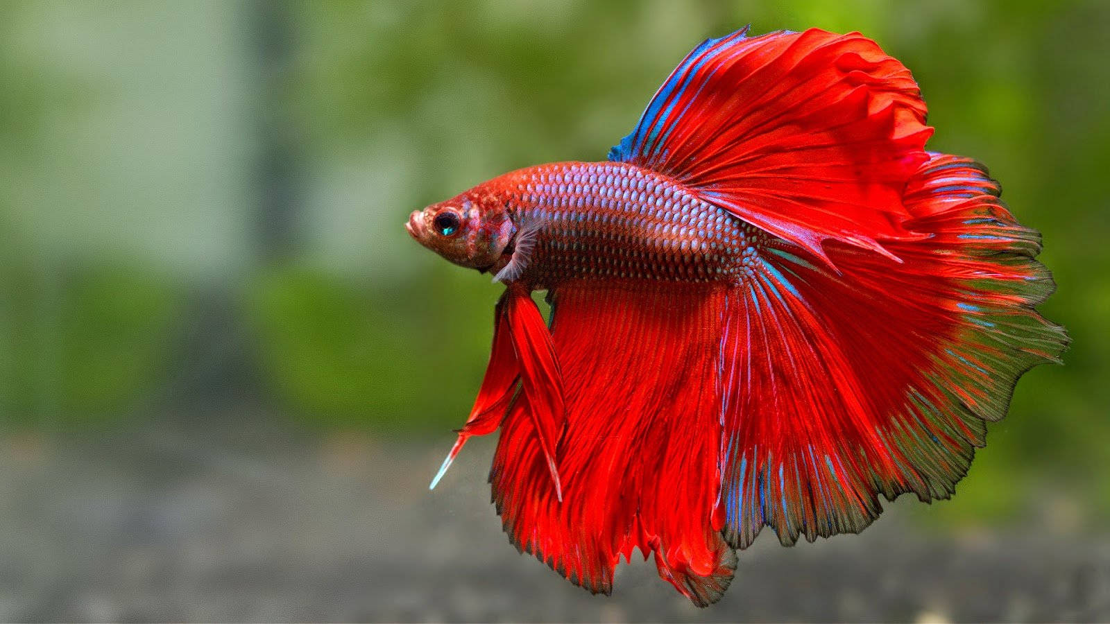 一條擁有流暢魚鰭的紅色鬥魚在水中游動。