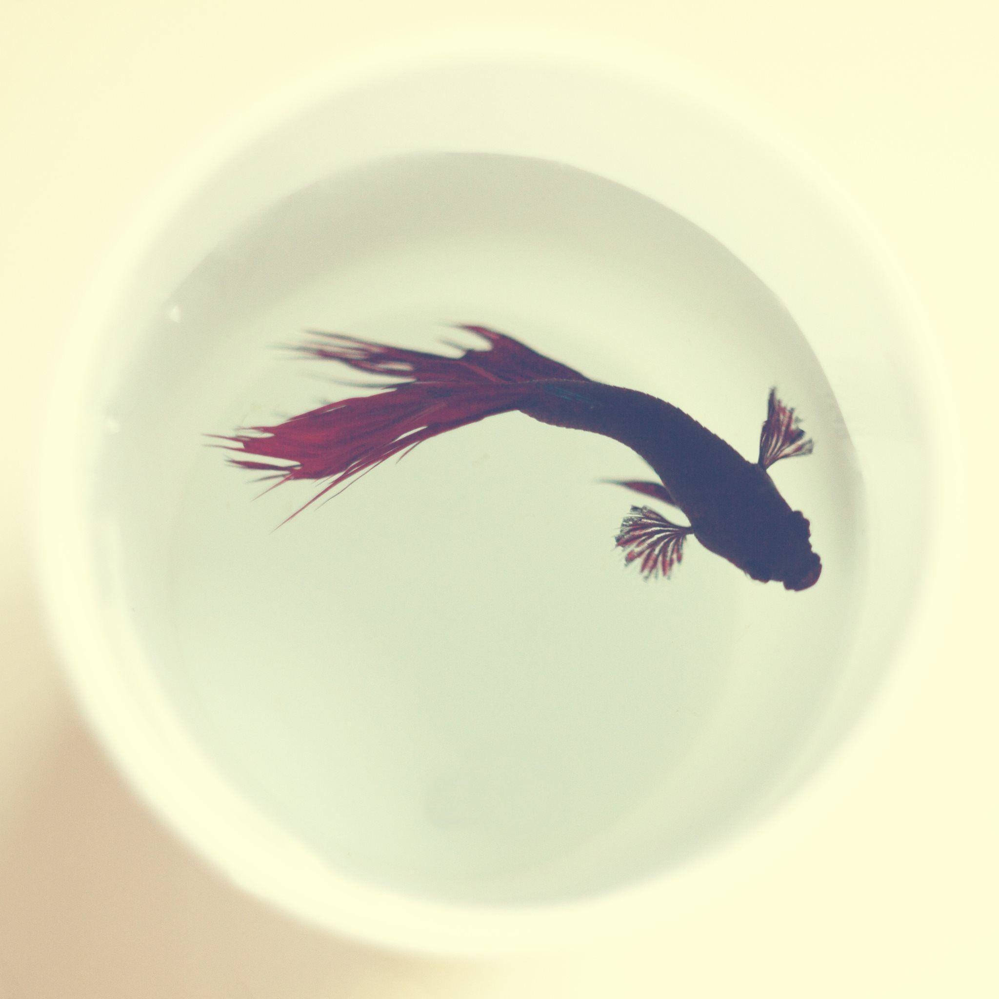 鬥魚藝術 壁紙 — 一條鮮紅色的鬥魚在淺白色碗中優雅地游動，背景是柔和的奶油色。