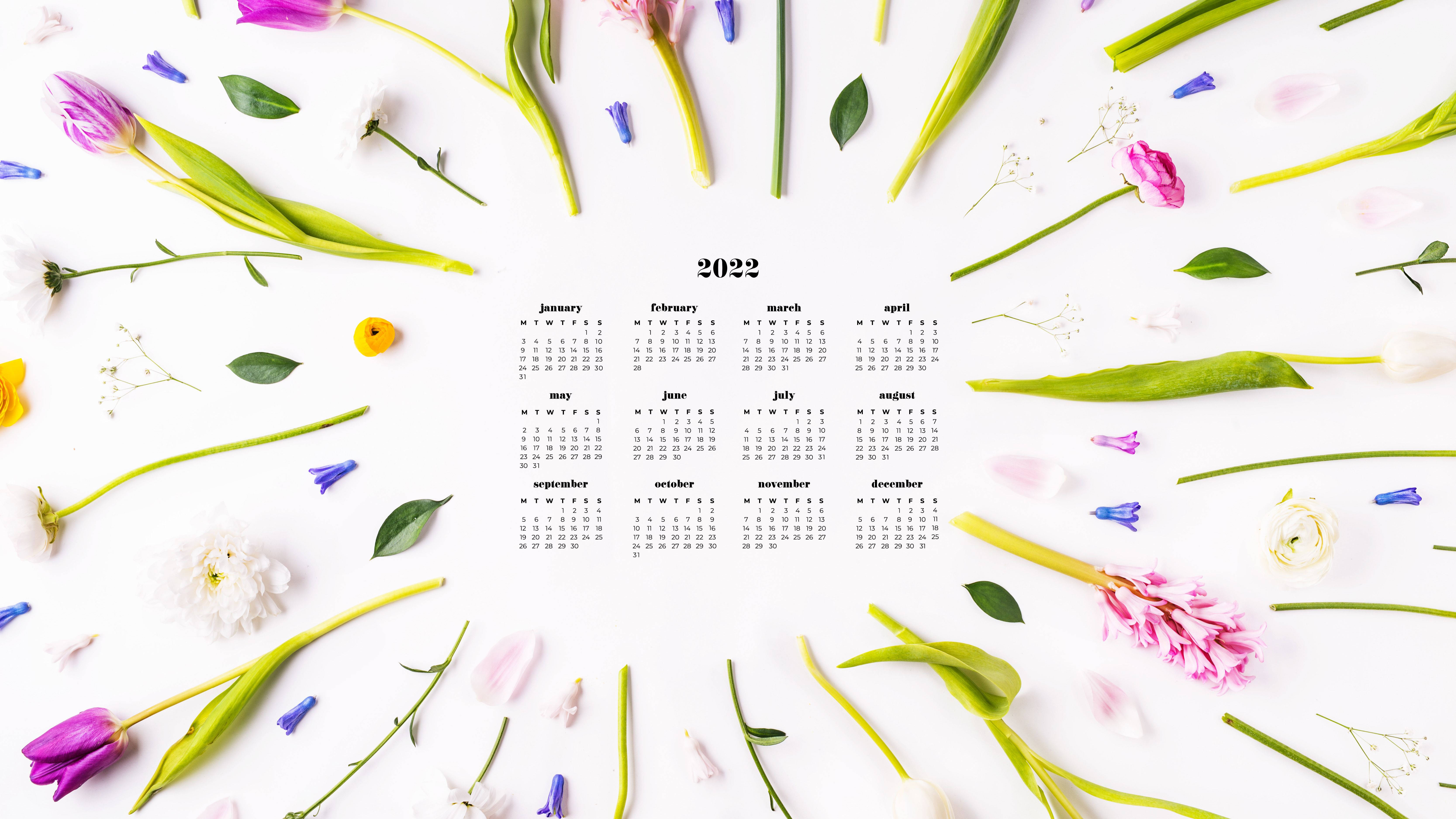 鬱金香2022日曆 壁紙 — 一個2022年年曆置於白色表面中央，周圍散落著色彩繽紛的鬱金香和綠色莖幹。