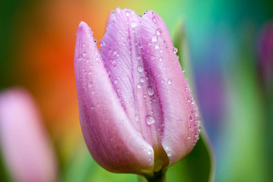 鬱金香上的水珠 壁紙 — 粉紅色鬱金香花蕾的特寫，在充滿活力的模糊彩虹背景上閃爍著露珠。
