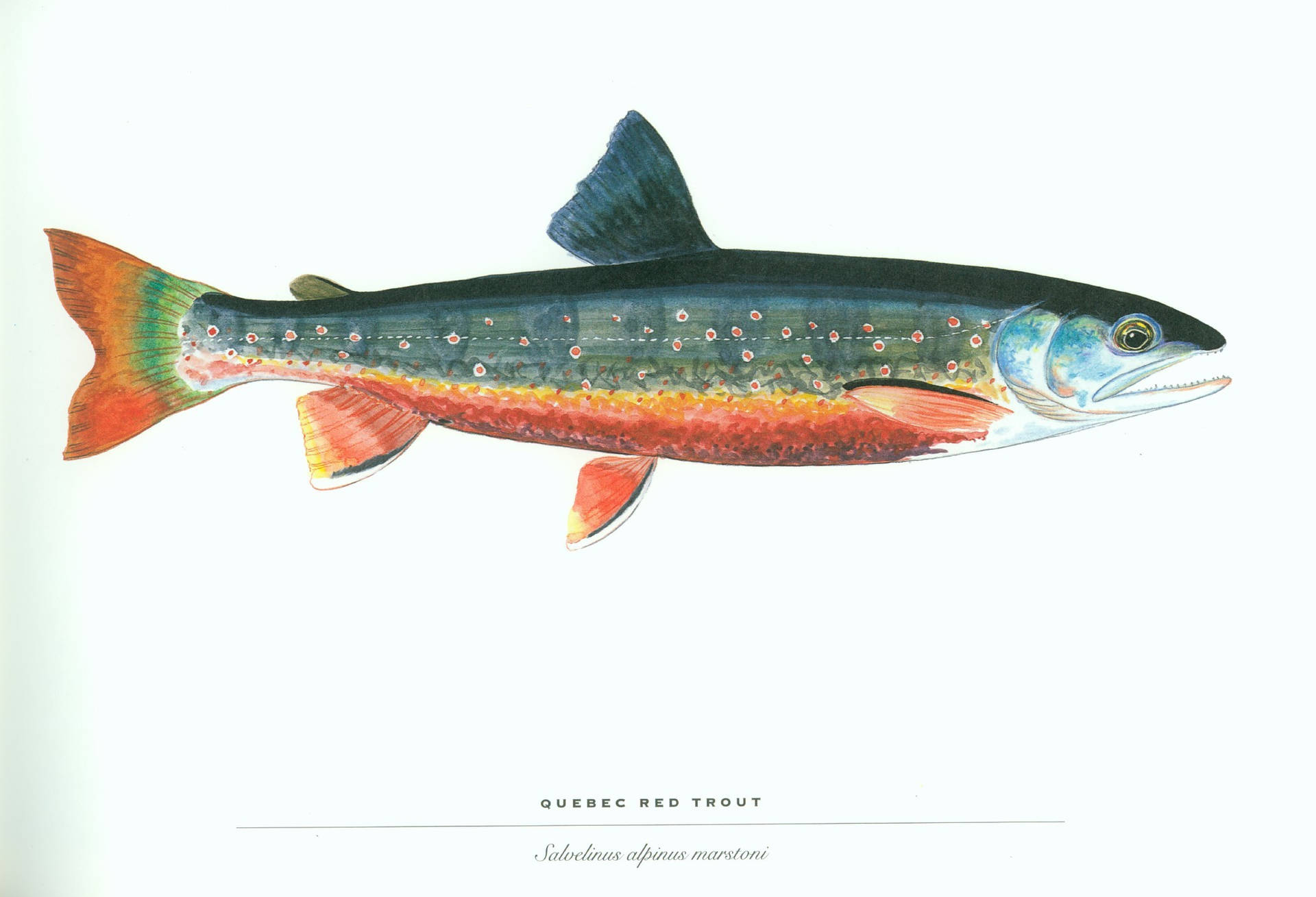 魁北克紅鱒魚的科學插圖，帶有彩色魚鰭和斑點身體。