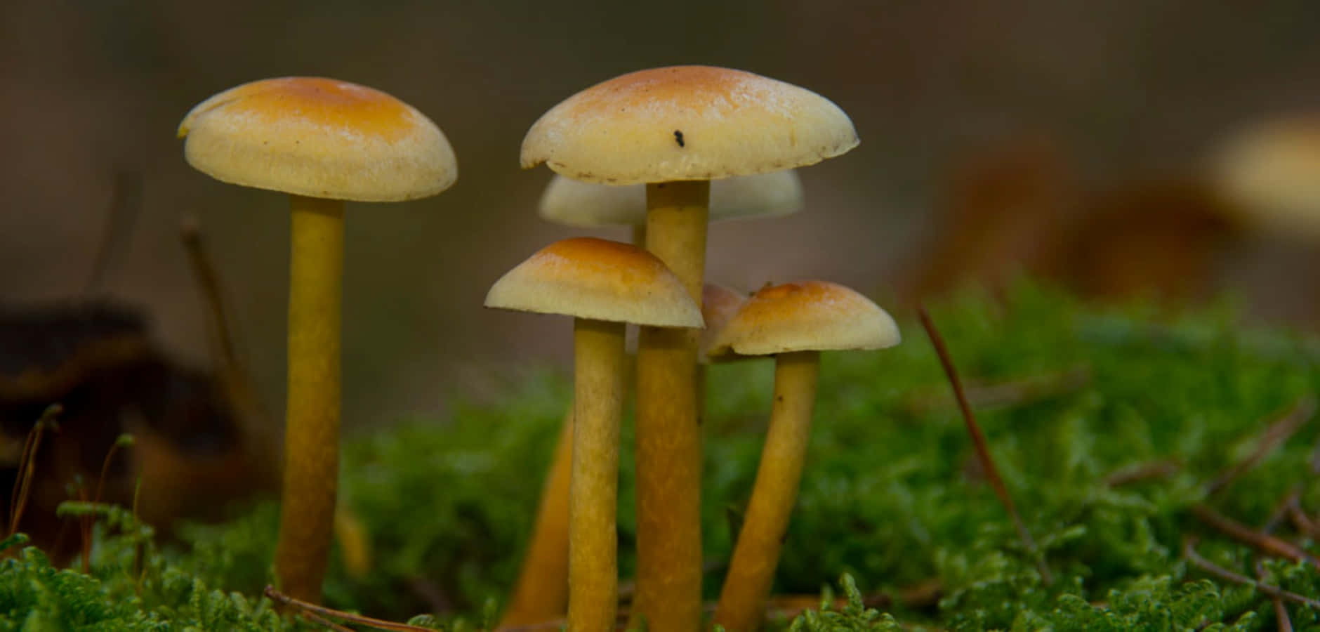 魔幻迷幻蘑菇 壁紙 — 細小的橙色菌蓋蘑菇，莖幹纖細，從森林地面的鮮綠色苔蘚中冒出，特寫鏡頭。