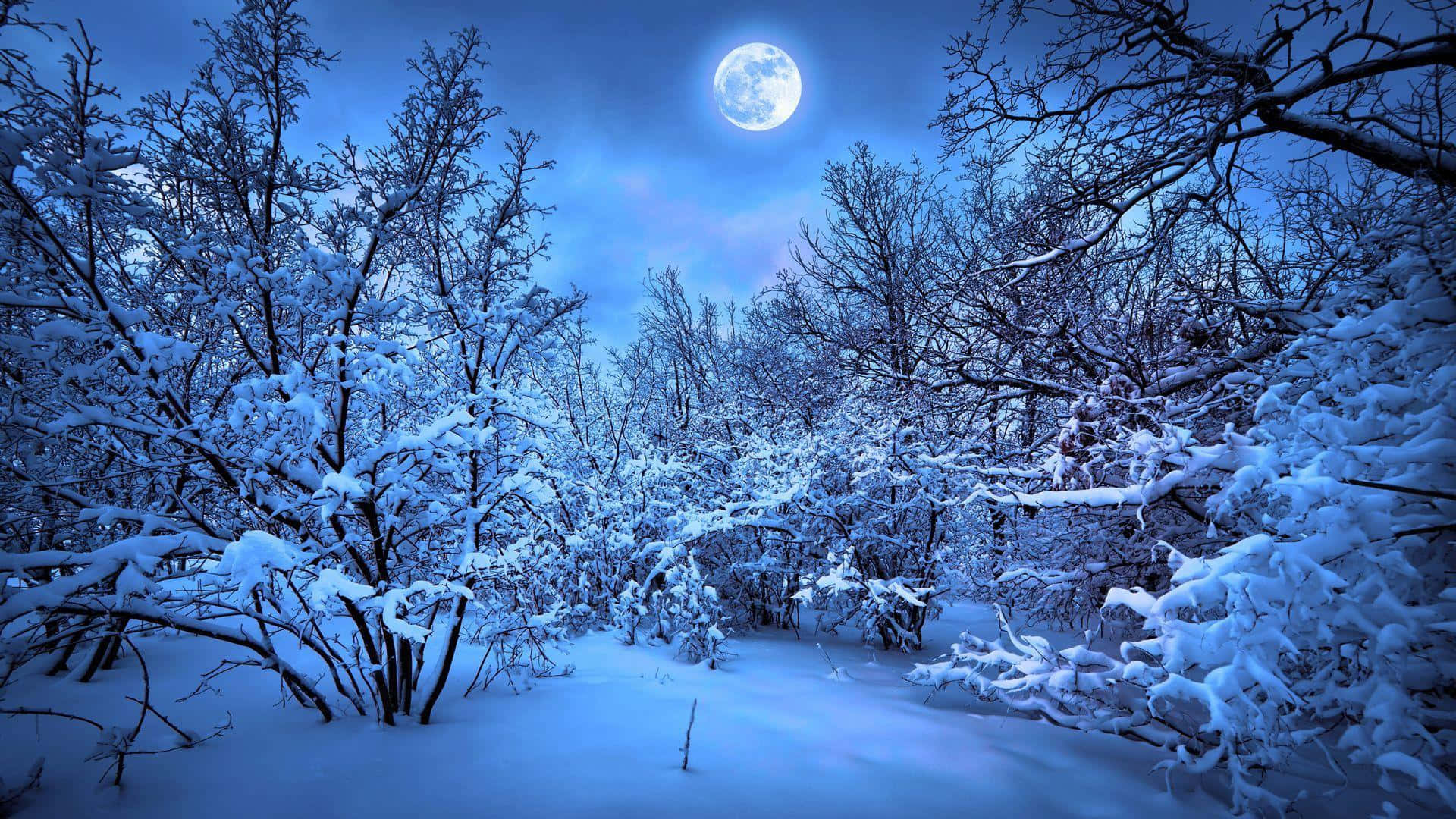 夜晚明亮滿月下的雪森林。