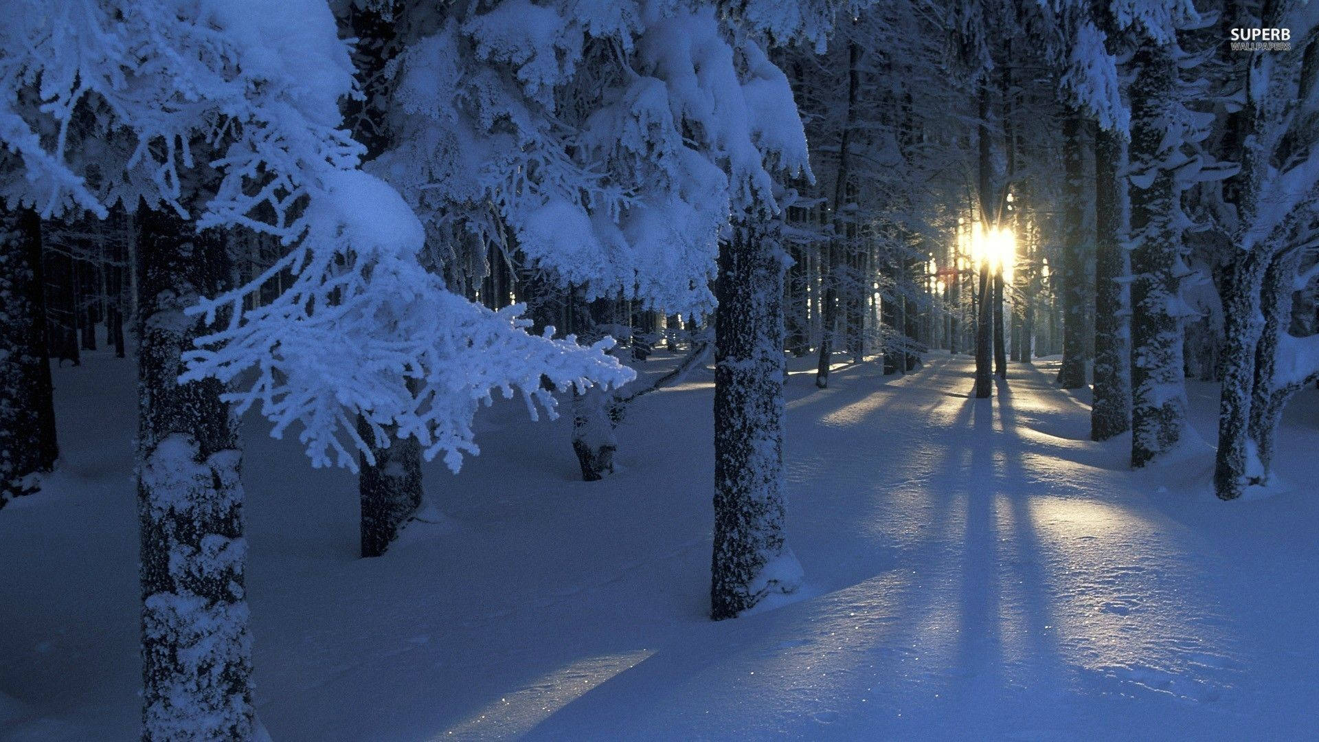 魔法森林冬季桌面壁紙 壁紙 — 一條被雪覆蓋的森林小徑在夜晚被溫暖發光的路燈照亮，投下長長的影子。