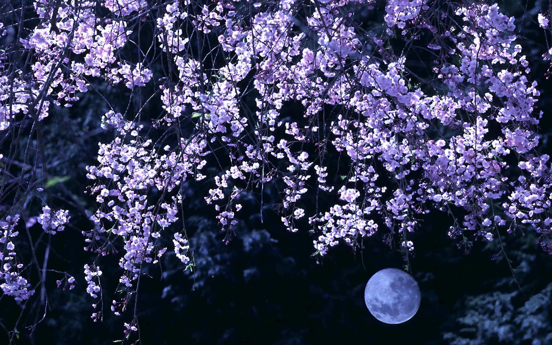 紫色櫻花在夜晚懸掛在滿月之上。