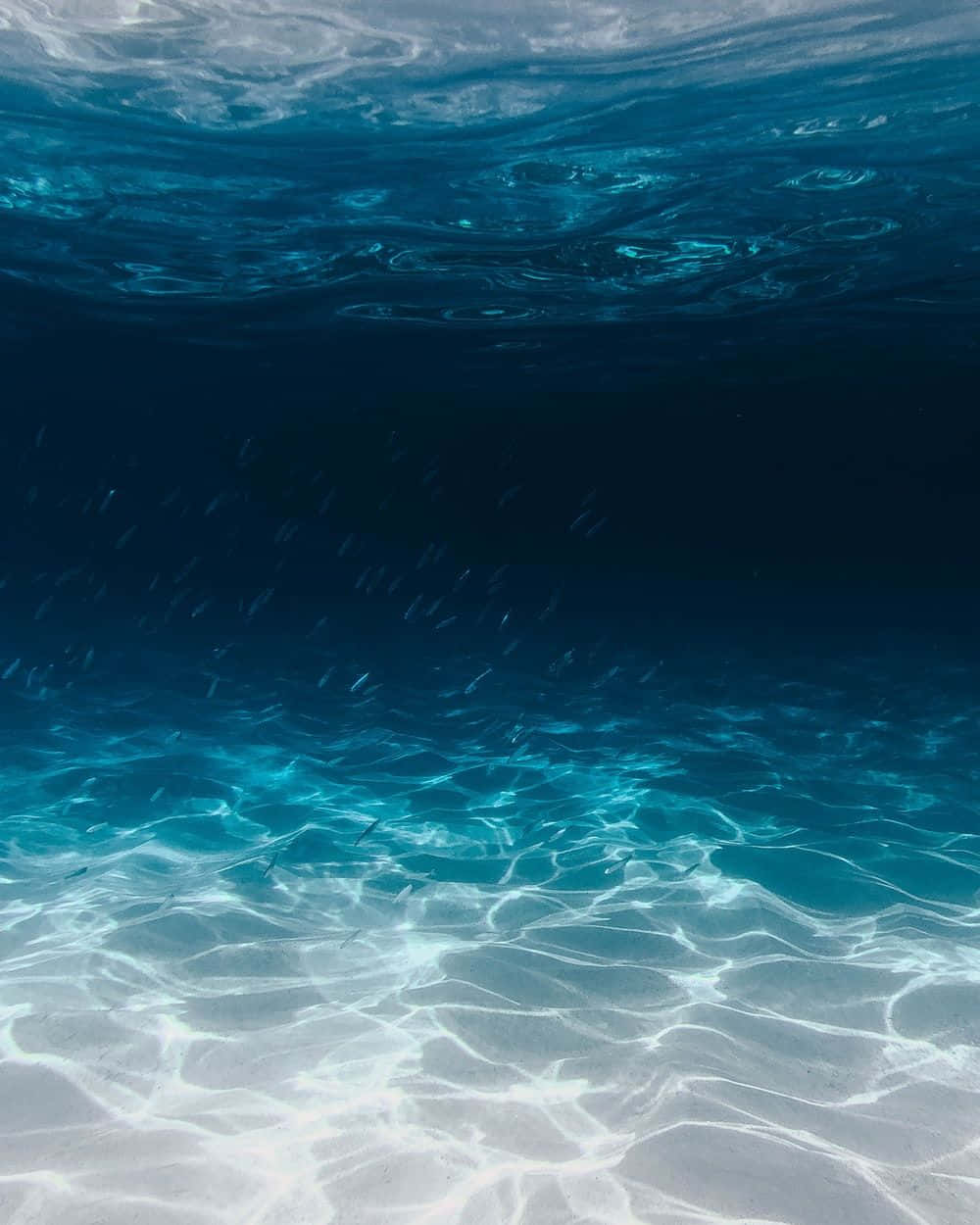 魔法水藍背景 壁紙 — 陽光在清澈的碧綠海床上舞動，一群魚在漣漪的水面下游動。
