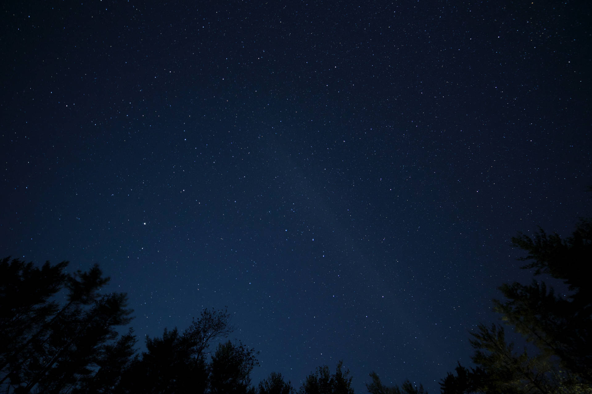 黑暗的松樹剪影框住了一個繁星點點的夜空，銀河清晰可見。