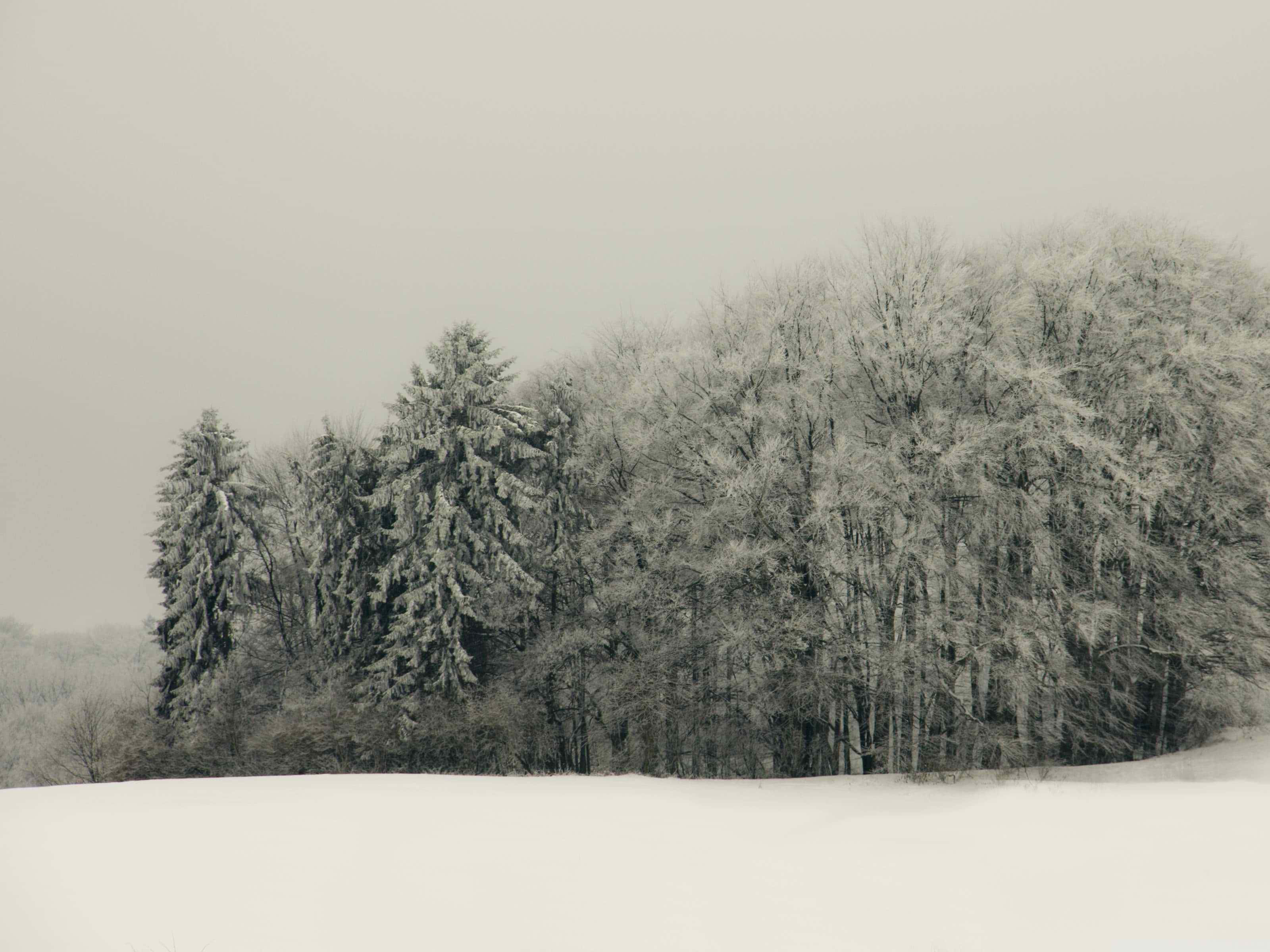 魔法般的白色聖誕冬日景緻 壁紙 — 寧靜的冬季風景，白雪覆蓋的樹木映襯著柔和的灰色天空。