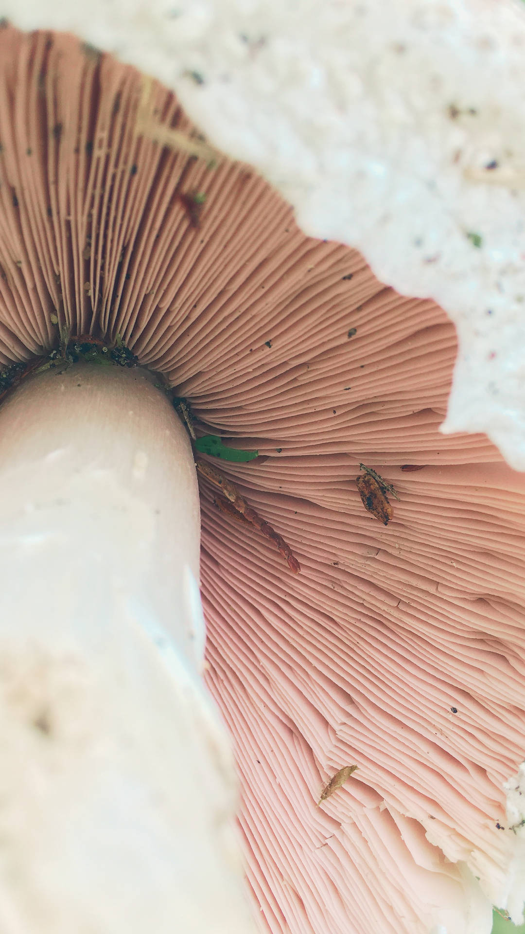 森林中帶有粉紅色菌褶和白色菌蓋的蘑菇特寫。