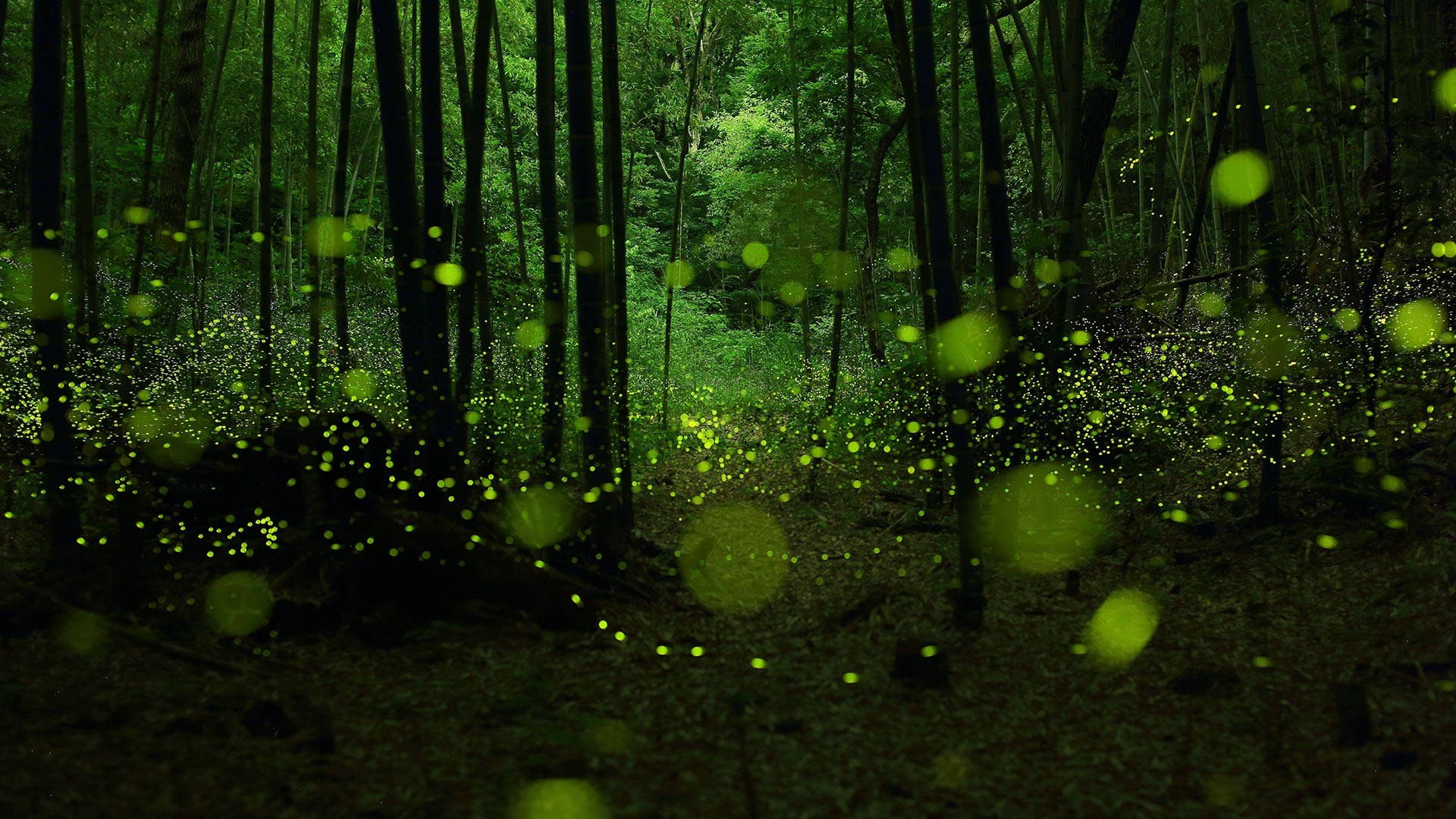 螢火蟲在夜晚的黑暗森林中發光，營造出神奇的氛圍。