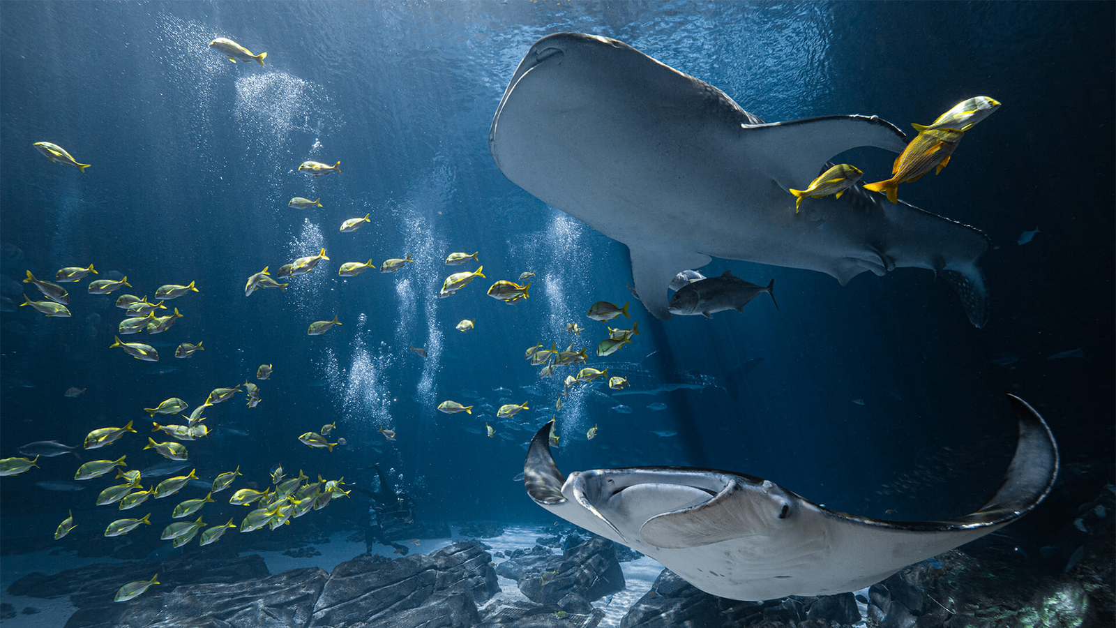 魔鬼魚同黃色魚喺水族館暢泳 壁紙