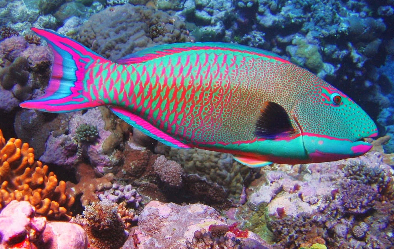 魚兒悠然游弋於水中 壁紙 — 一條色彩鮮豔的鸚哥魚，帶有粉紅色和藍綠色條紋，在清澈的藍色海水中優雅地游過色彩繽紛的珊瑚礁。