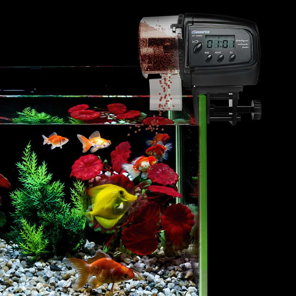 數位魚飼料機正在將食物滴入一個有金魚和紅色植物的水族箱中。