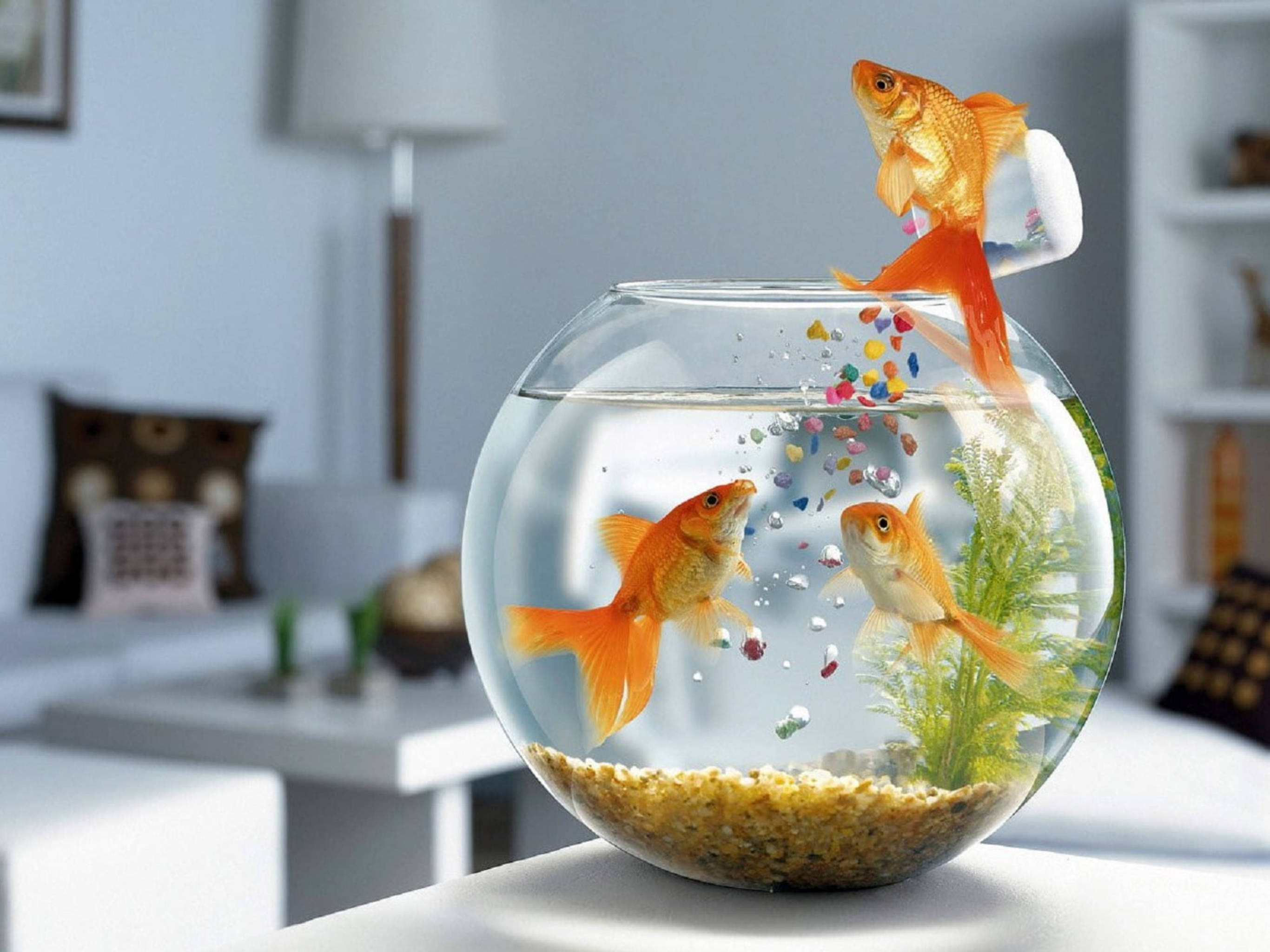 魚缸中的三尾金魚 壁紙 — 一條金魚從圓碗中跳出，將彩色鵝卵石灑落在明亮的現代客廳中。