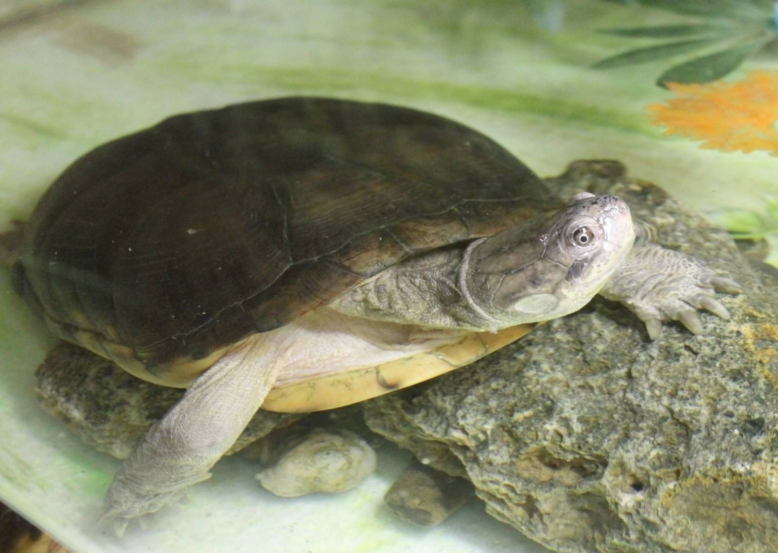 魚缸中的泥龜 壁紙 — 一隻海龜喺淺水缸入面嘅石頭上休息嘅特寫，背景係手繪花卉圖案。