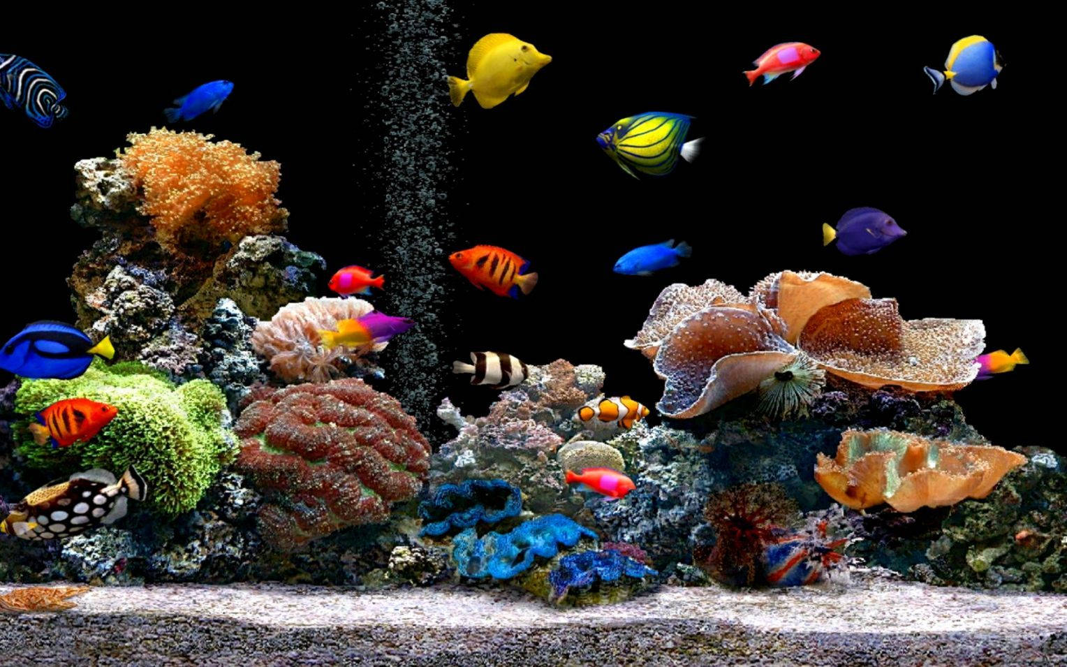 色彩繽紛的熱帶魚在黑暗的水族箱中穿梭於珊瑚之間。