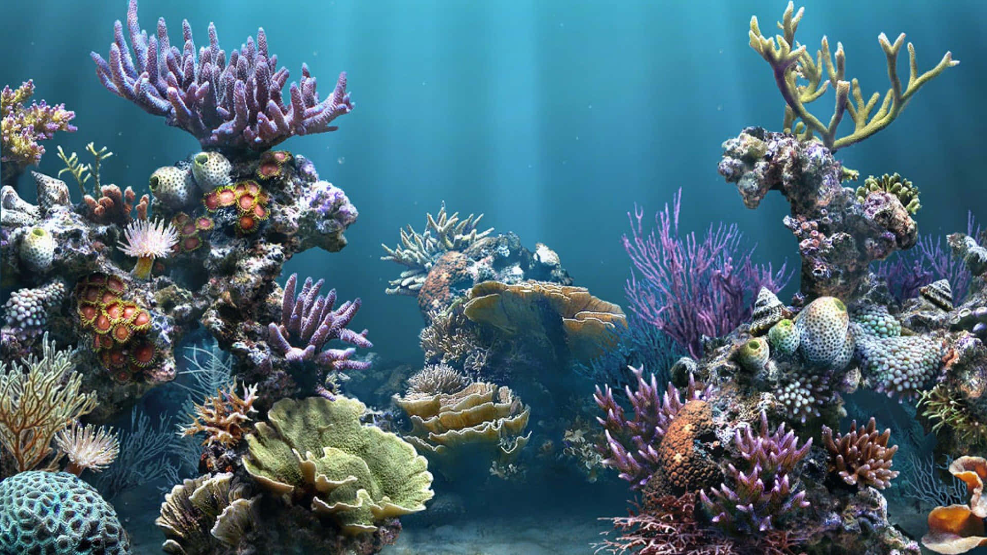 魚缸背景 壁紙