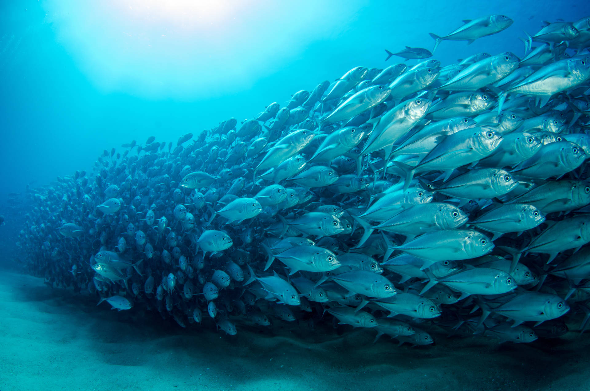在藍色海洋光線下，一大群銀色魚在水下游泳。