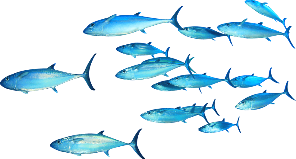 魚群在水底游動 壁紙