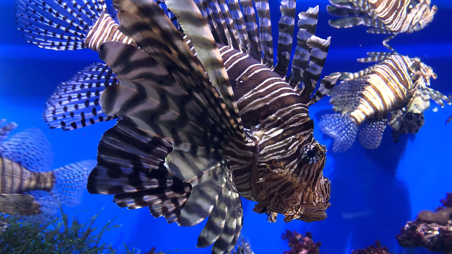 獅子魚在藍色水族箱中游泳，背景有珊瑚。