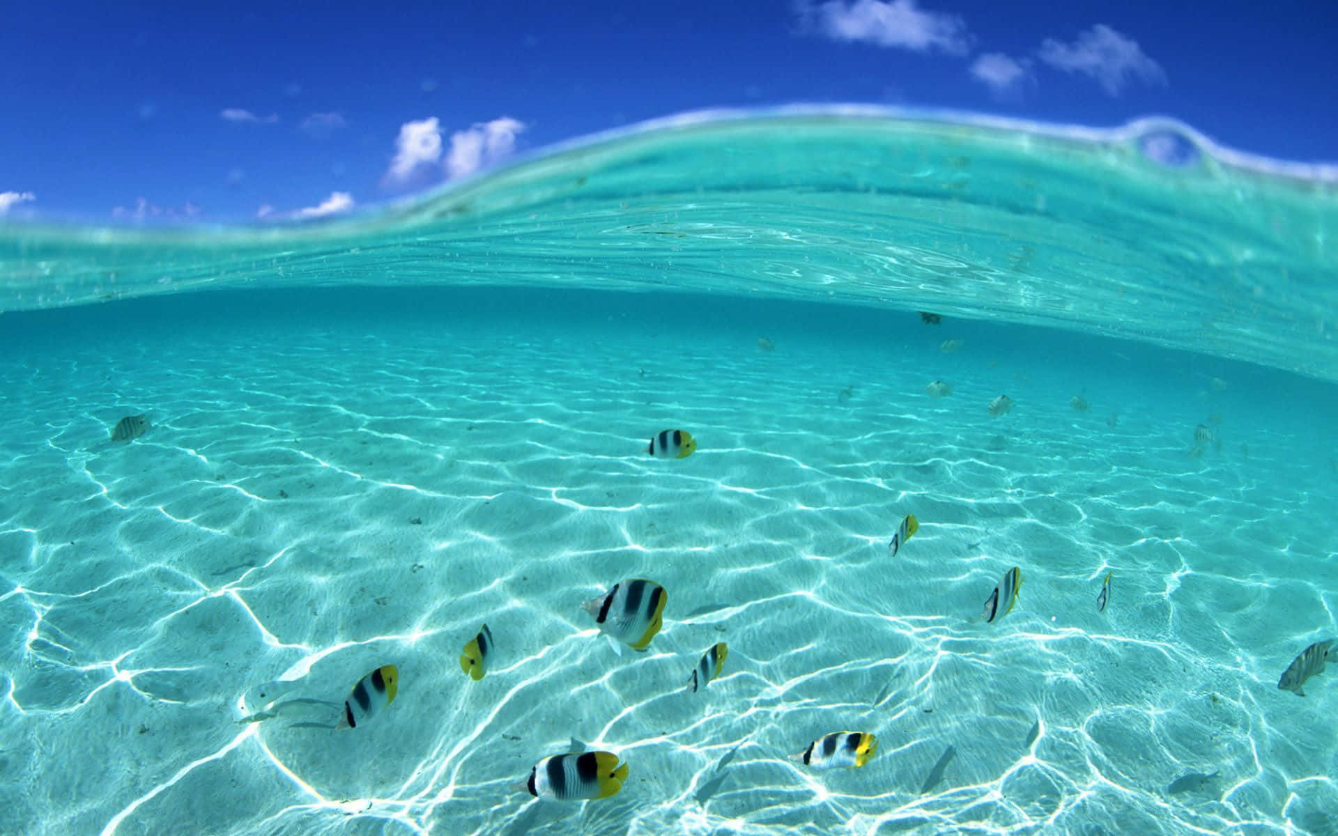魚群游動海灘主題背景 壁紙 — 海底景觀，碧綠海洋，陽光圖案，色彩繽紛的魚兒在沙底附近游動。