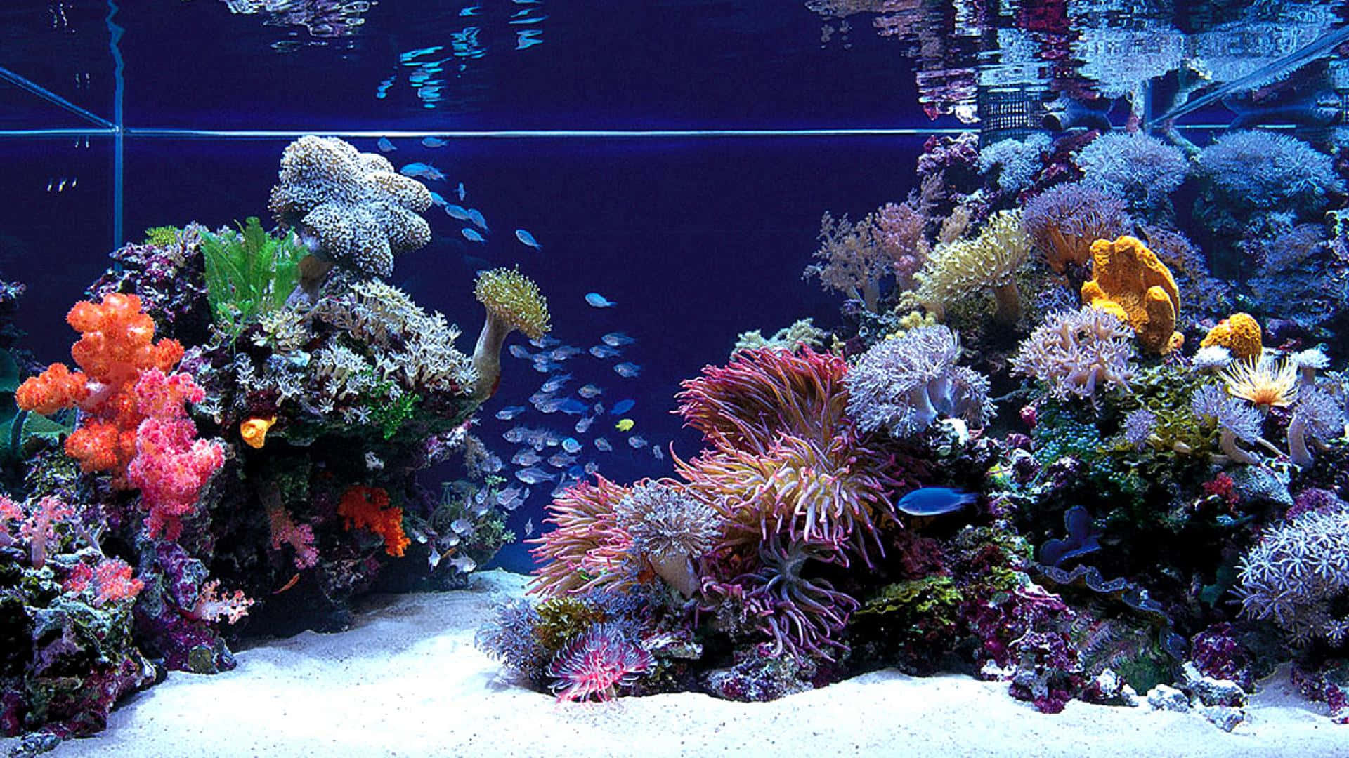 魚群珊瑚礁水族箱背景 壁紙 — 充滿活力的珊瑚礁，色彩繽紛的海葵和小魚在深藍色水族箱中游動。