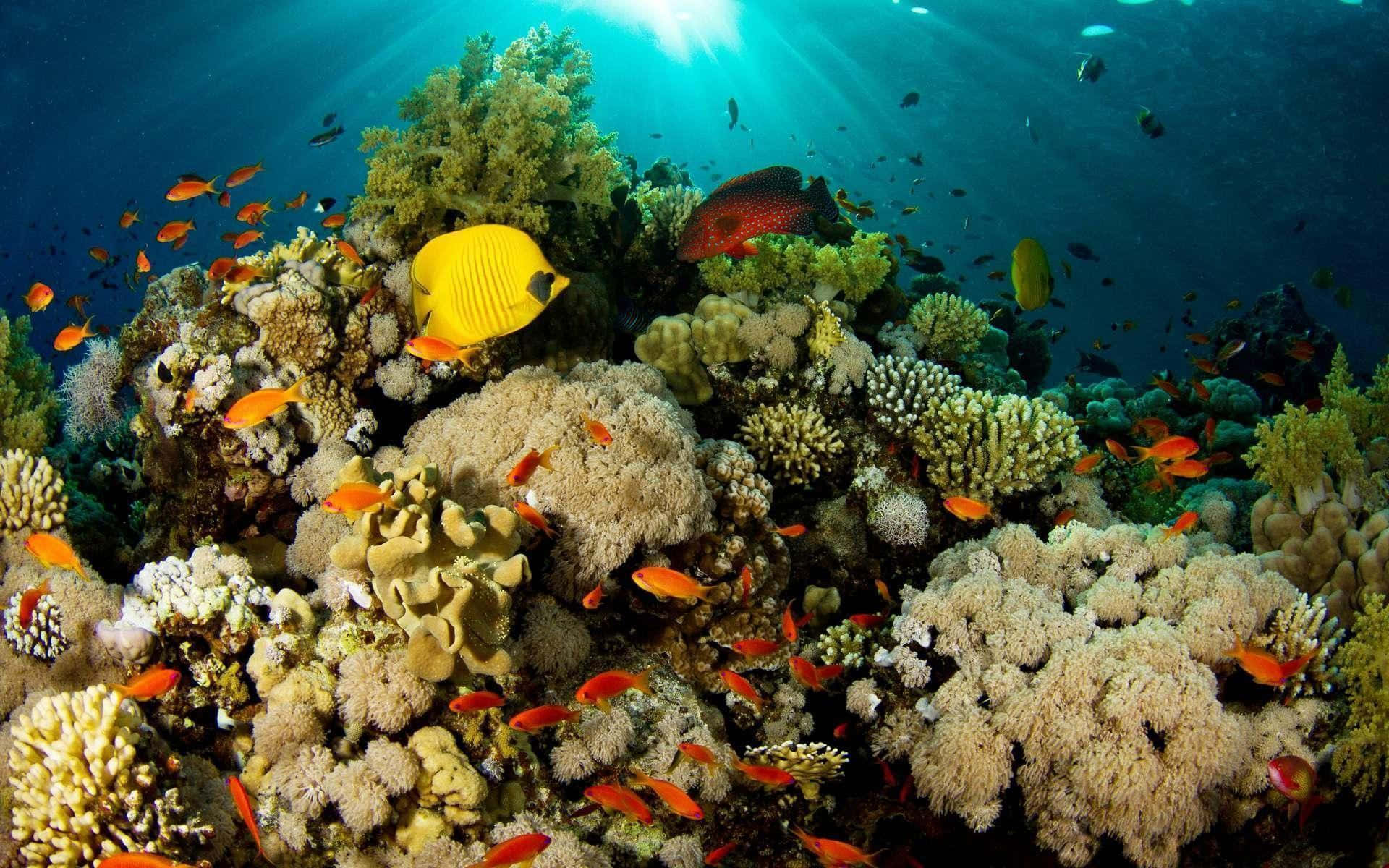 魚群穿梭珊瑚海底圖 壁紙 — 陽光穿過碧綠海水，照亮了一個充滿色彩繽紛魚類和多樣珊瑚形態的 vibrant 珊瑚礁。