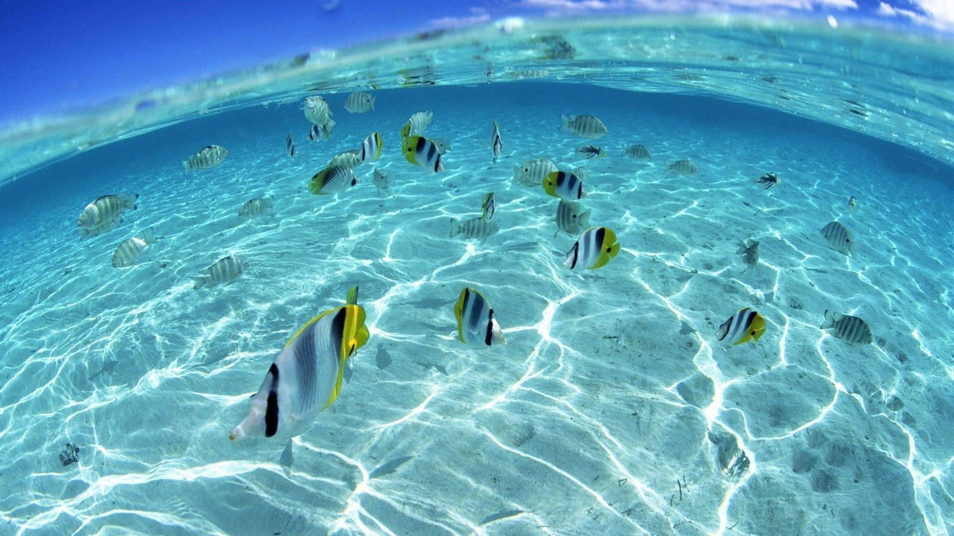 色彩繽紛的熱帶魚在清澈的藍色海水中的沙質海底上游動。