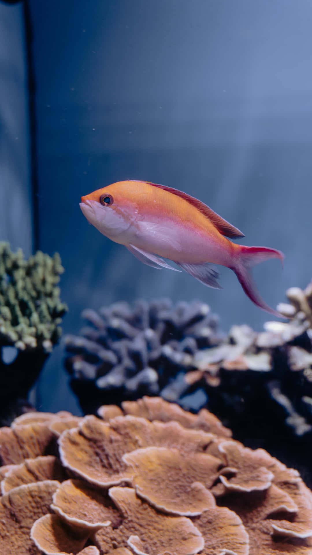 魚背景