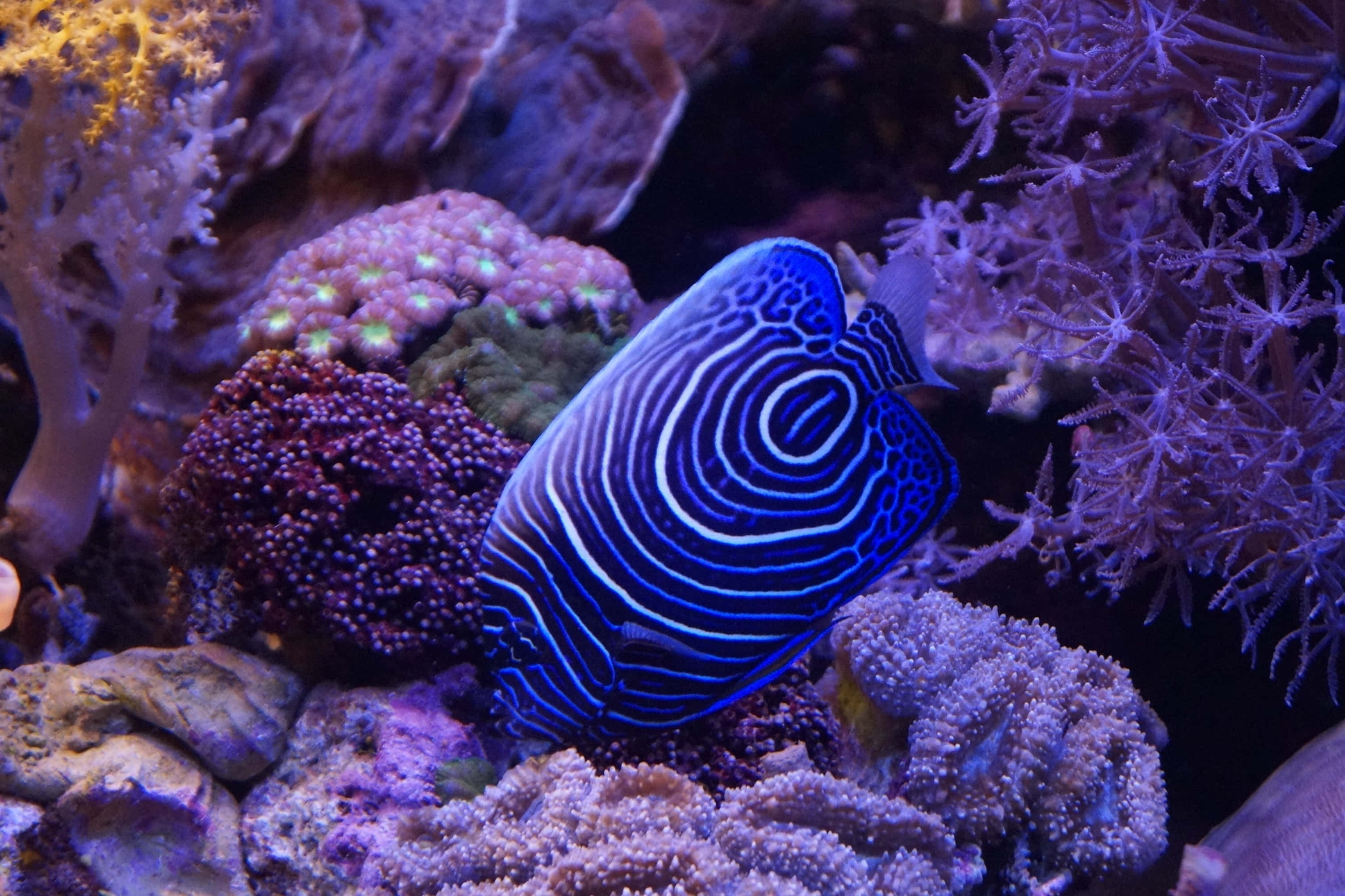 魚背景 壁紙