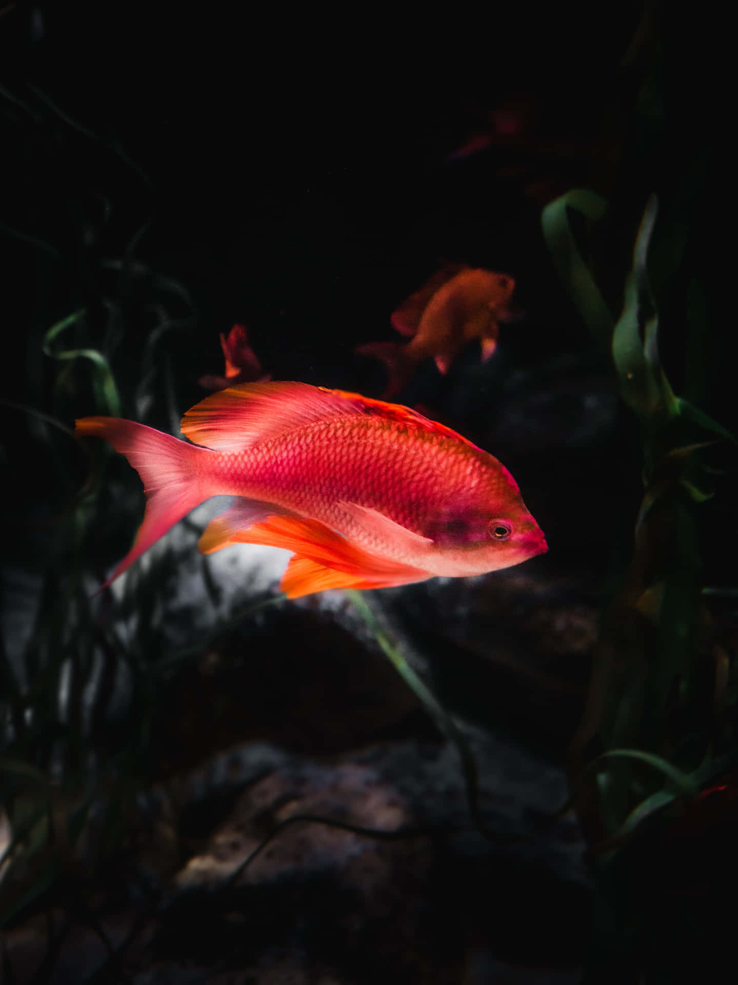 魚背景