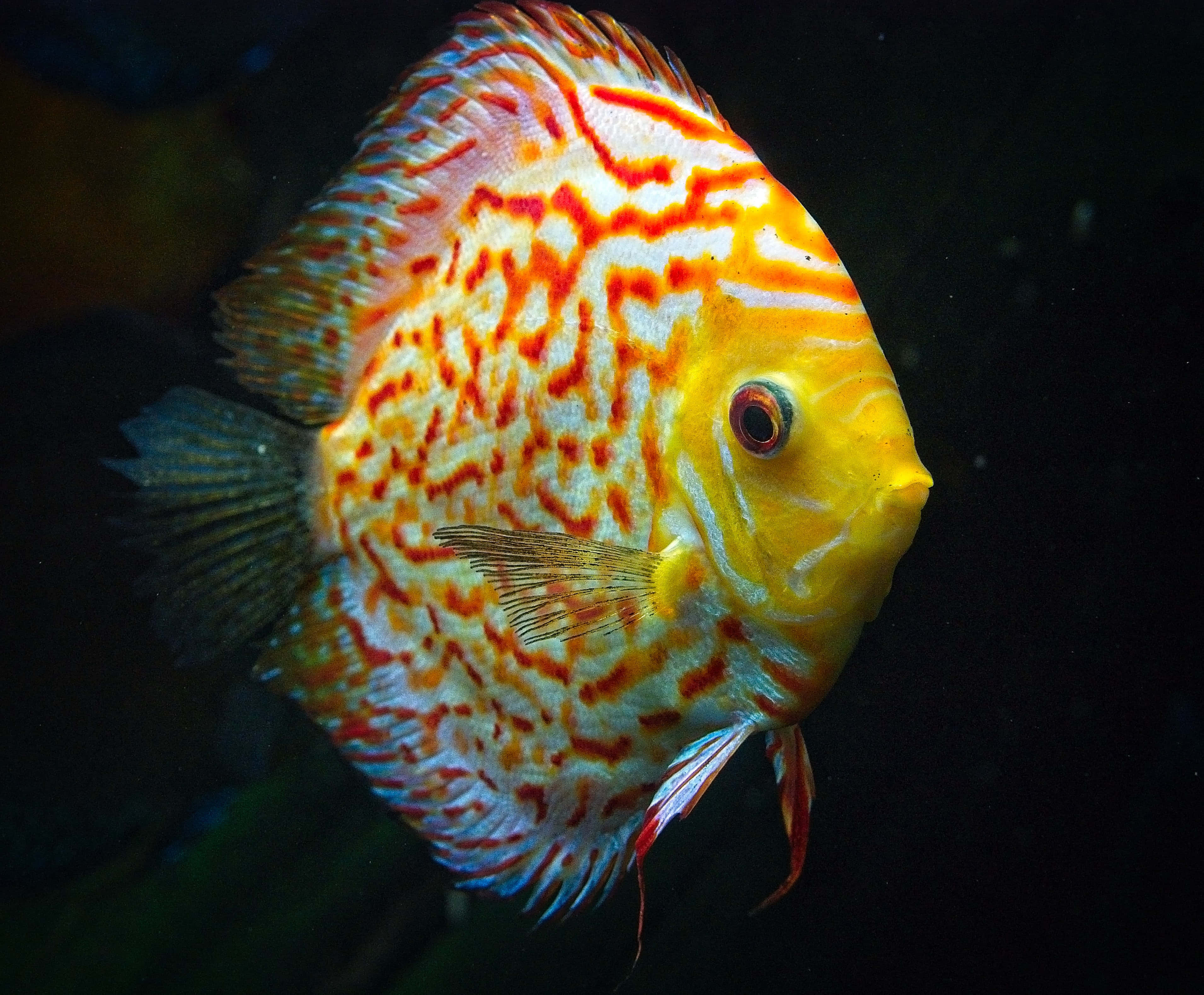 魚背景 壁紙