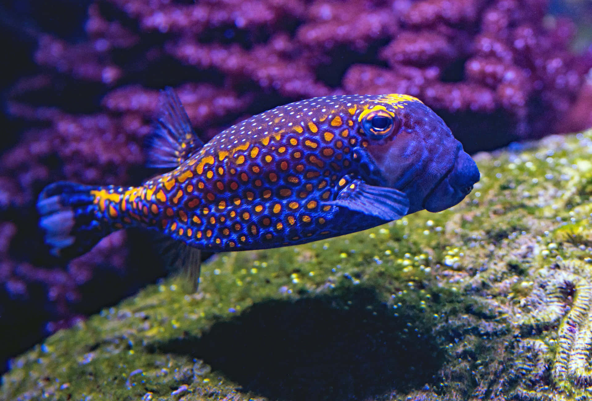 魚背景