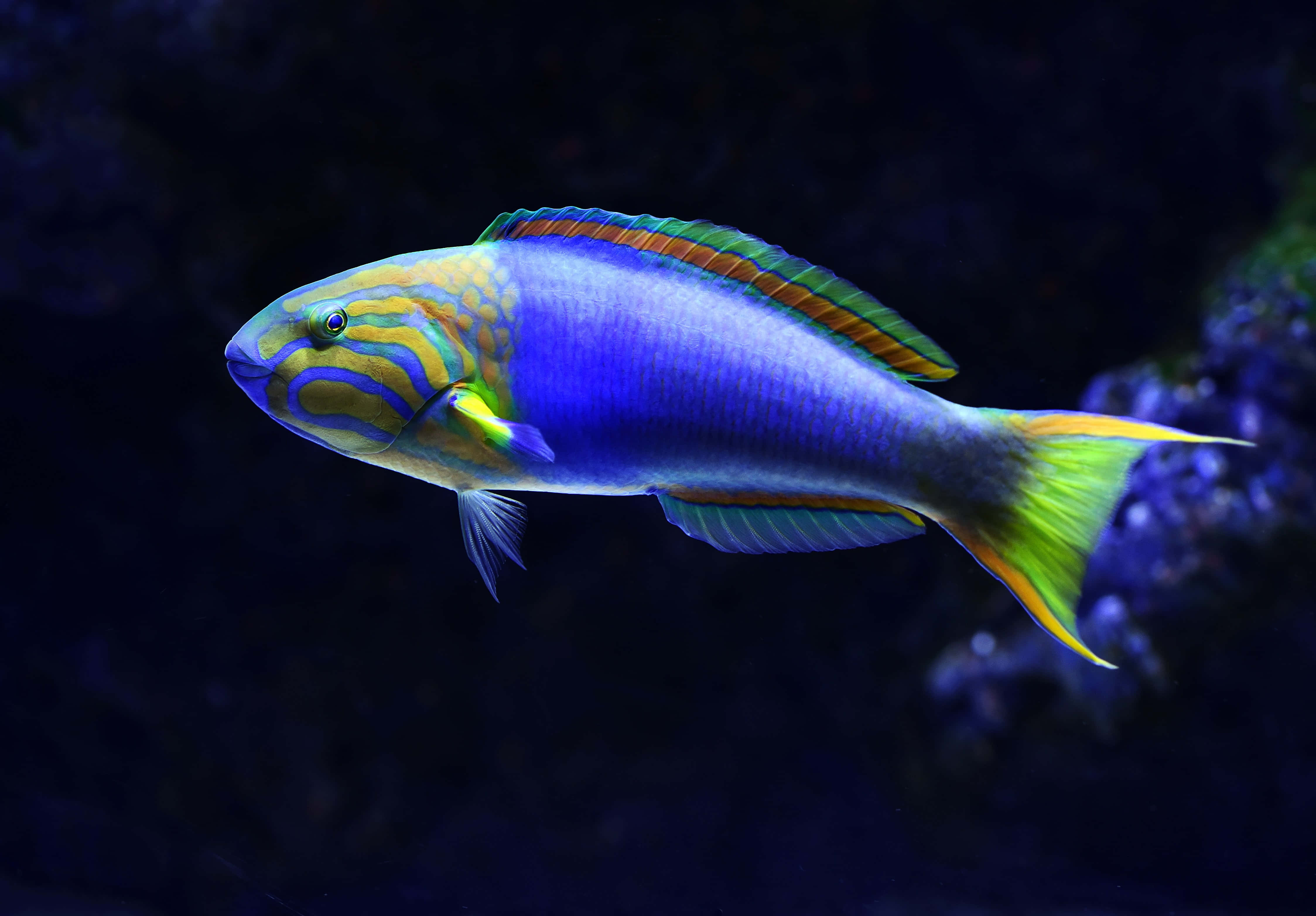 魚背景 壁紙