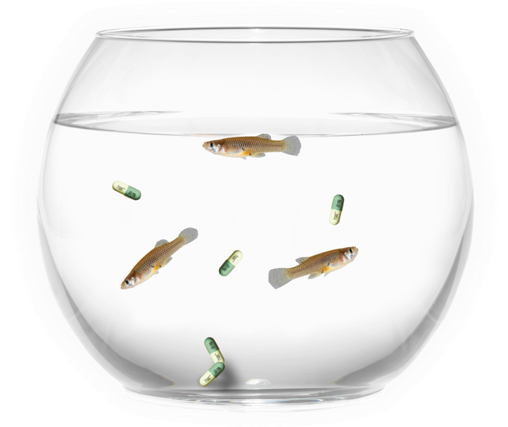 魚與藥丸水族箱 壁紙 — 三條小魚在一個透明玻璃碗中游動，旁邊漂浮著綠色和白色的藥丸在純淨水中。