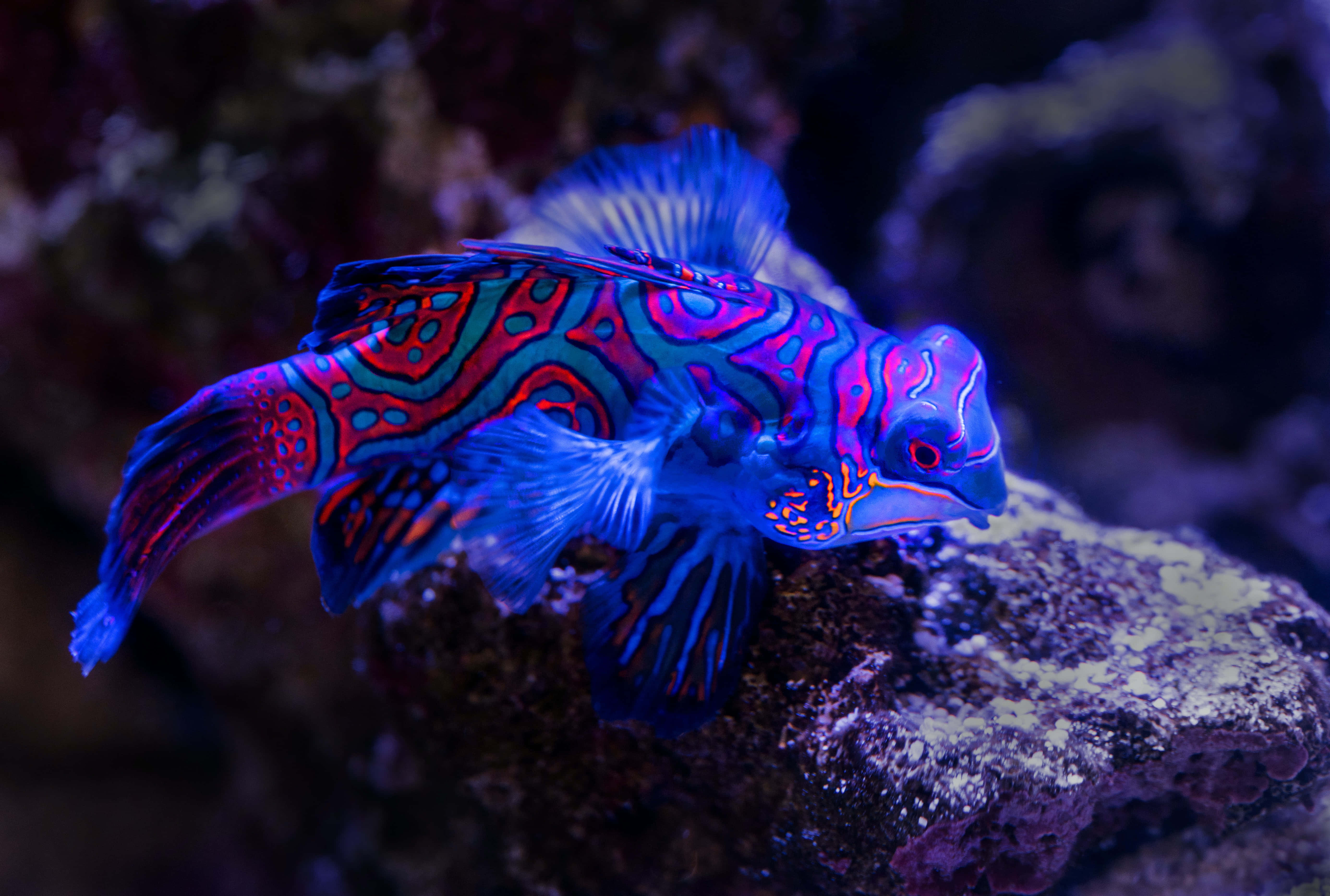魚類背景 壁紙