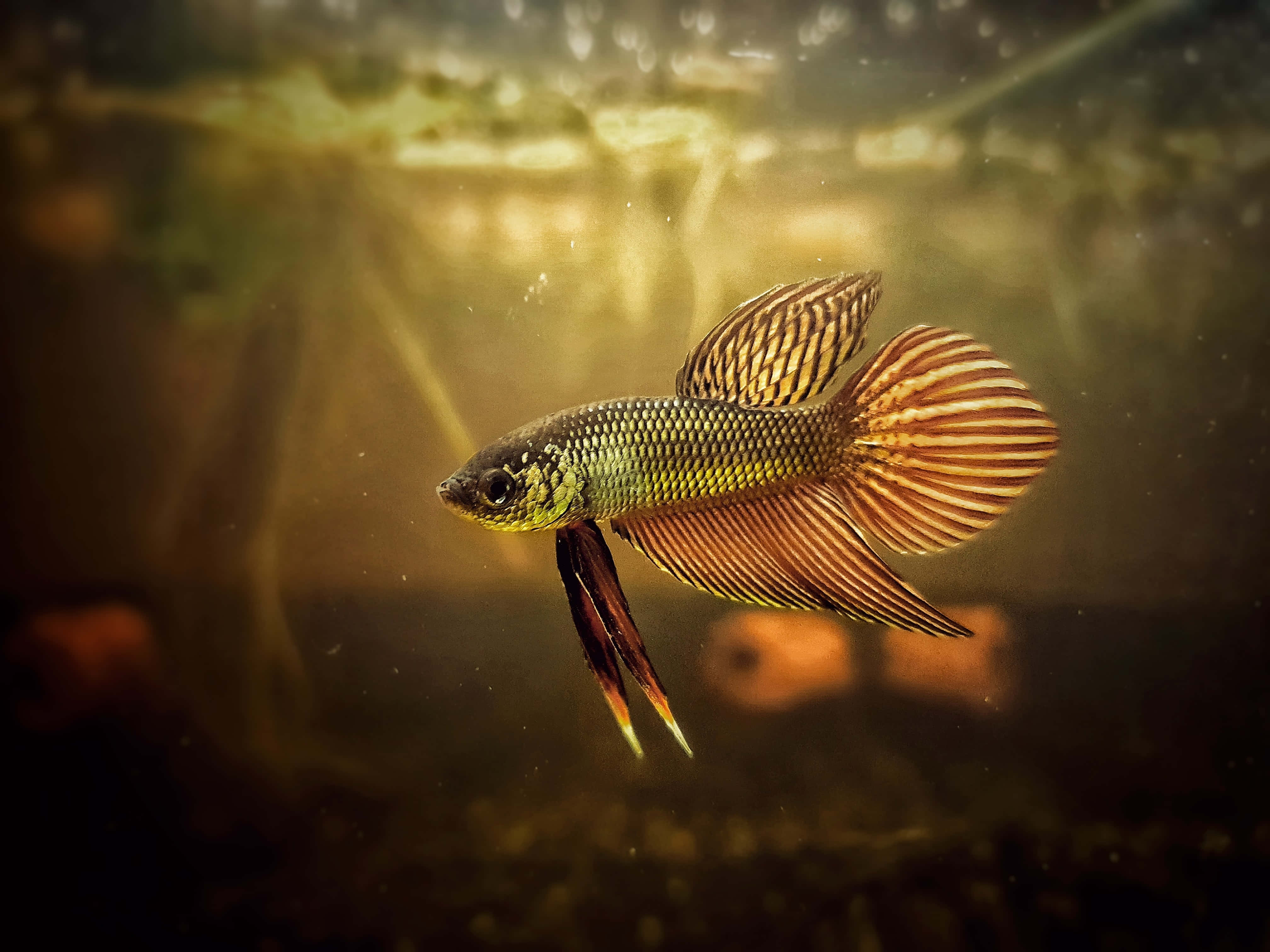 魚類背景 壁紙