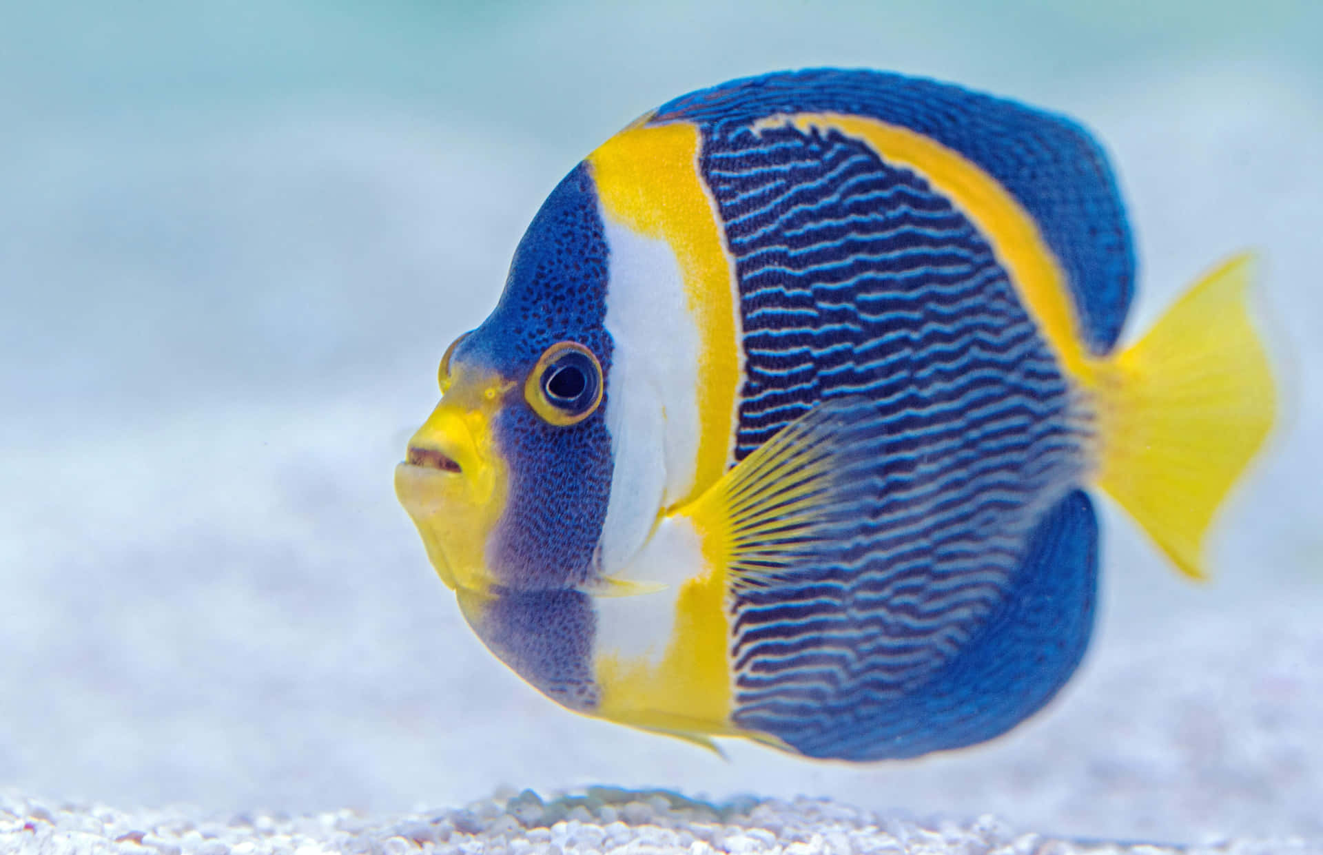 魚類背景