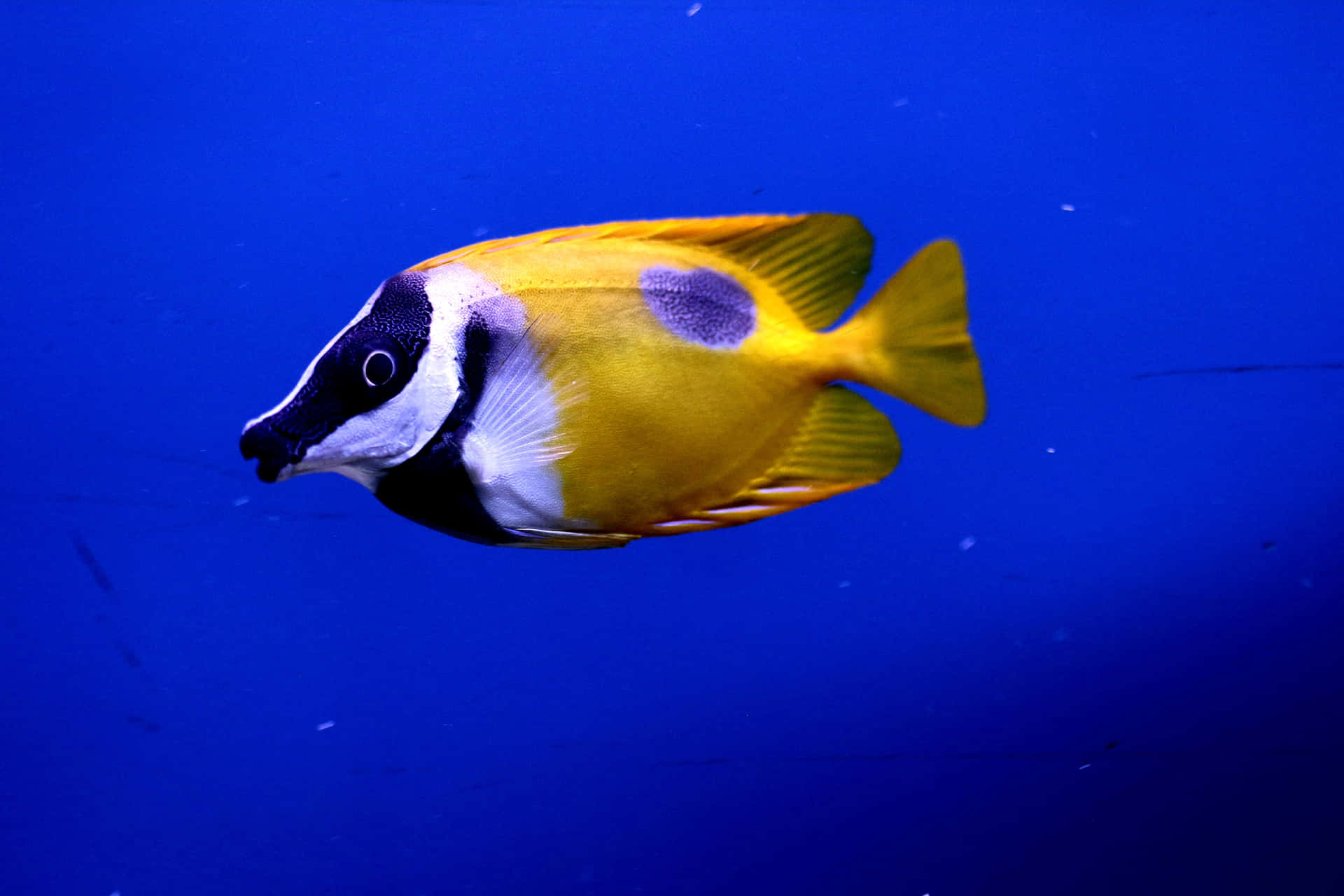 魚類背景