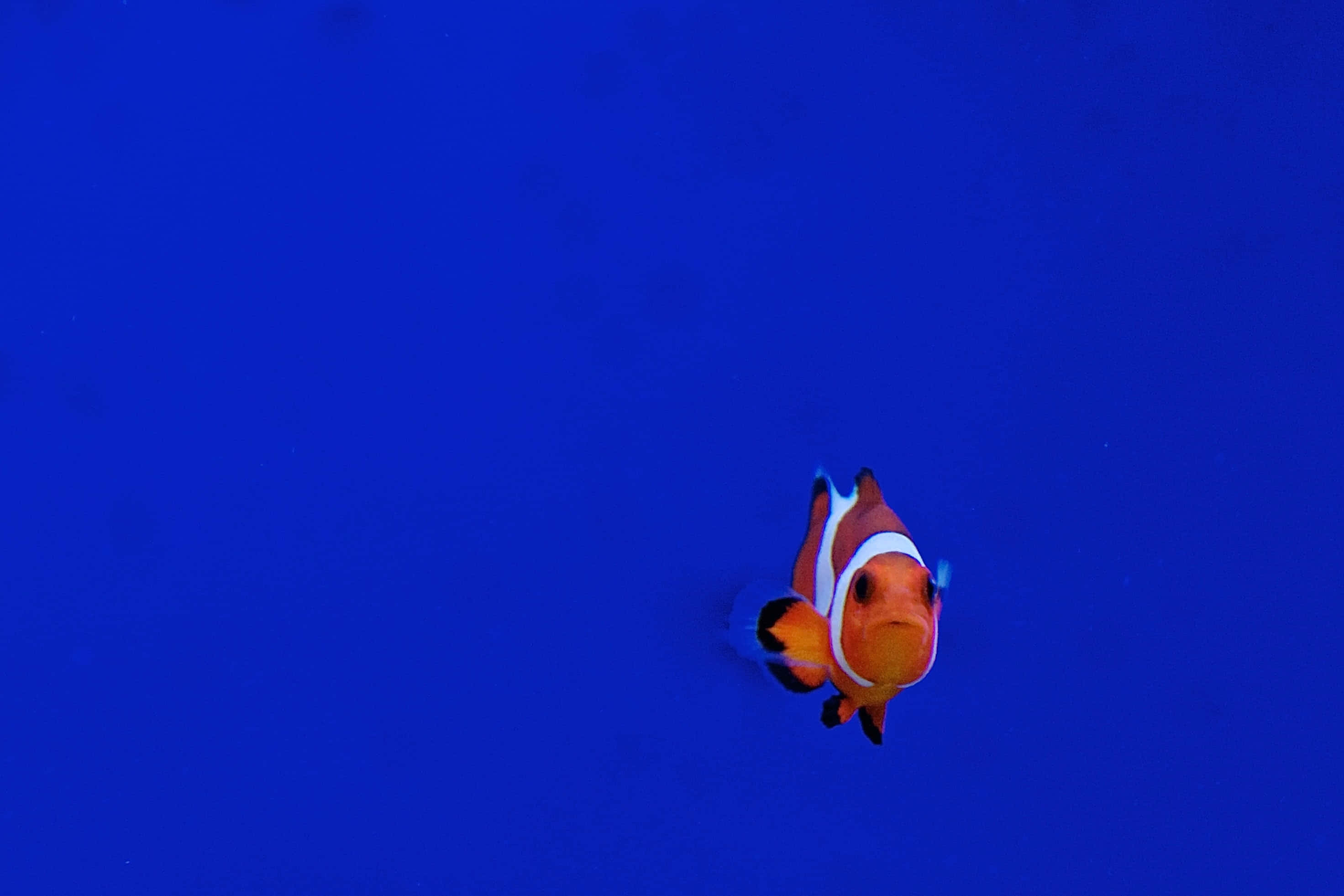 魚類背景 壁紙